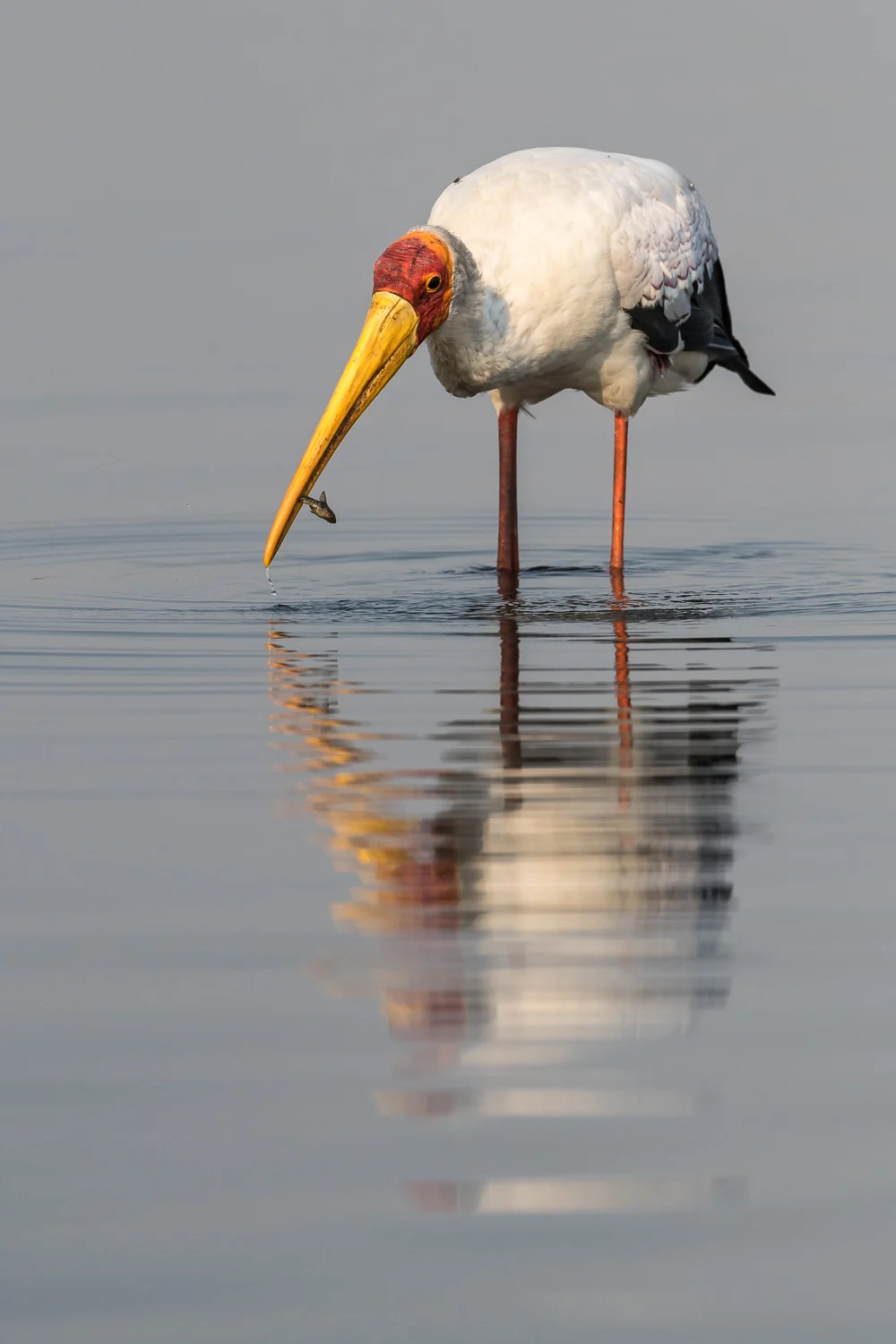 Yellow-billed stork, Chobe National Park, Botswana