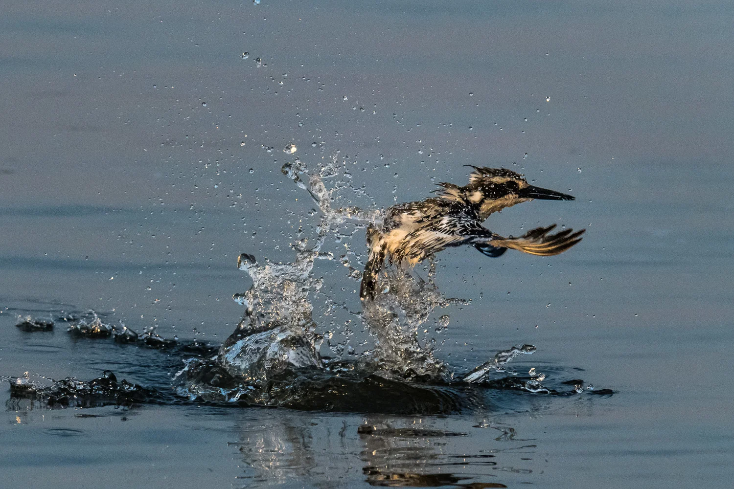 Pied kingfisher, Chobe National Park, Botswana