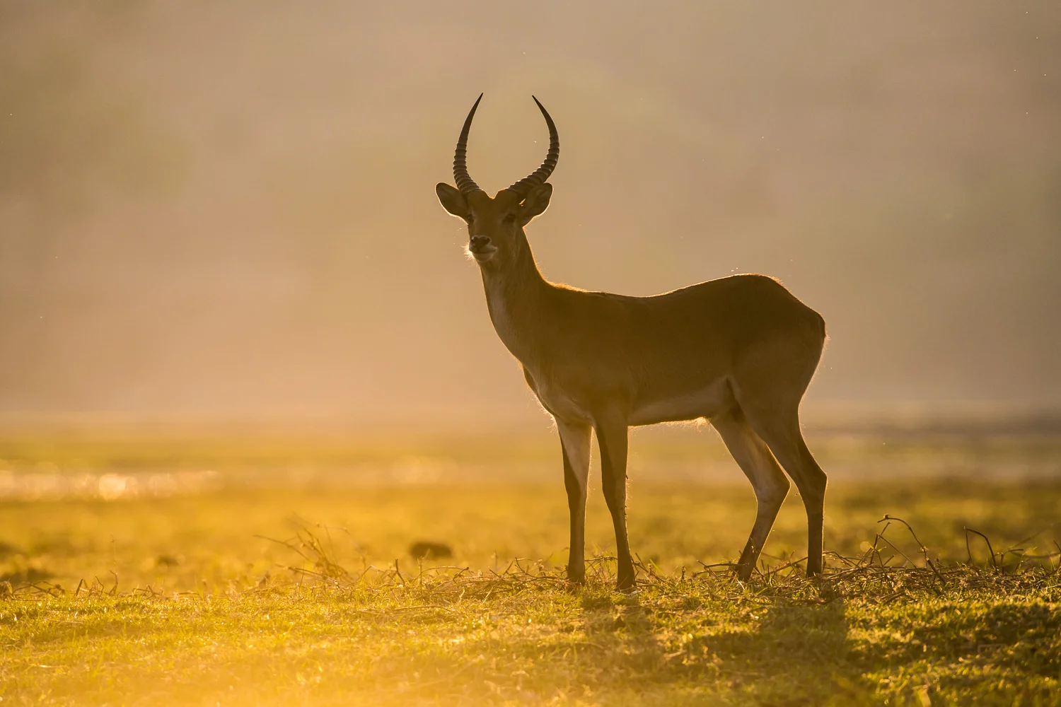 Red lechwe, Chobe National Park, Botswana