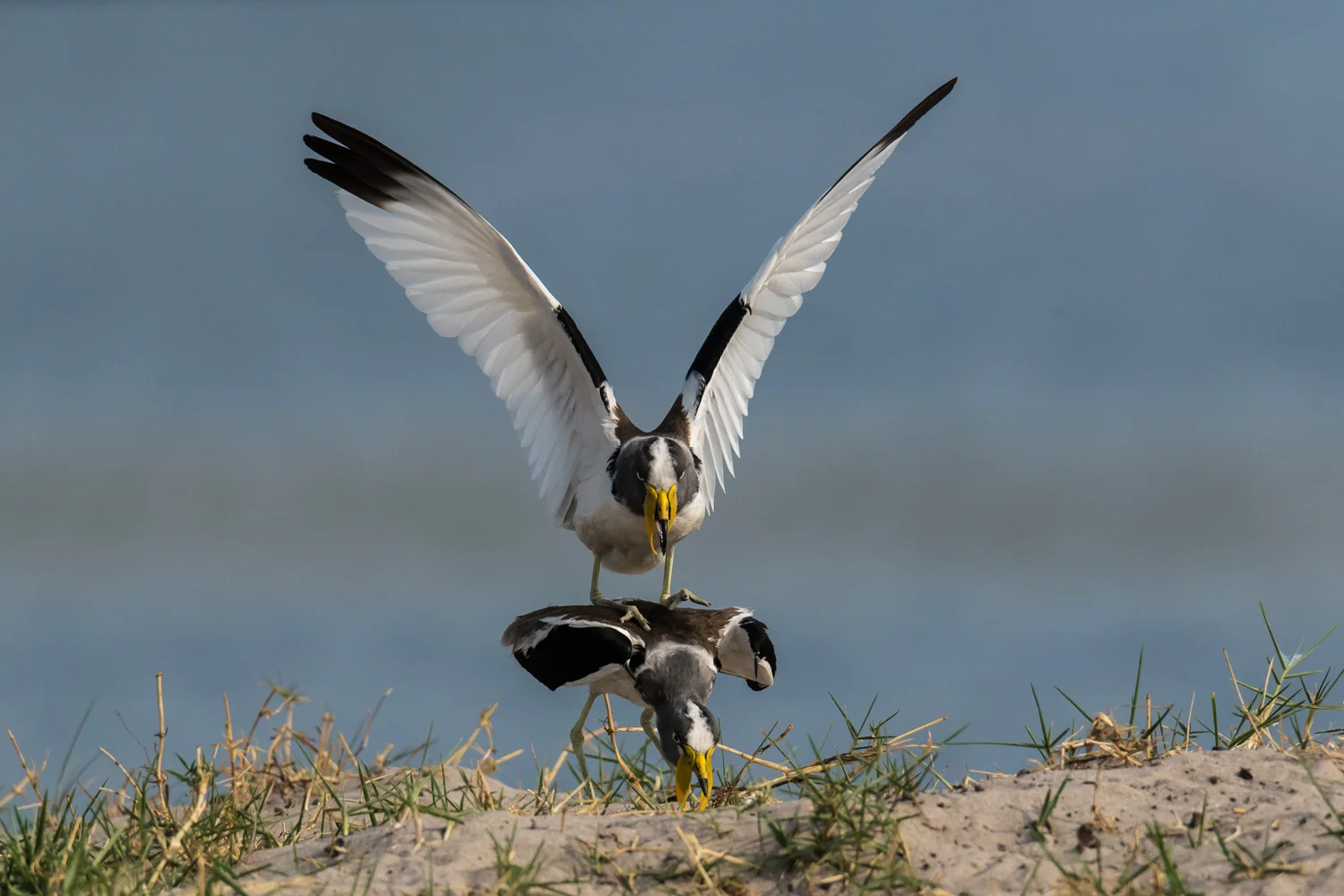 White-headed plover, Chobe National Park, Botswana