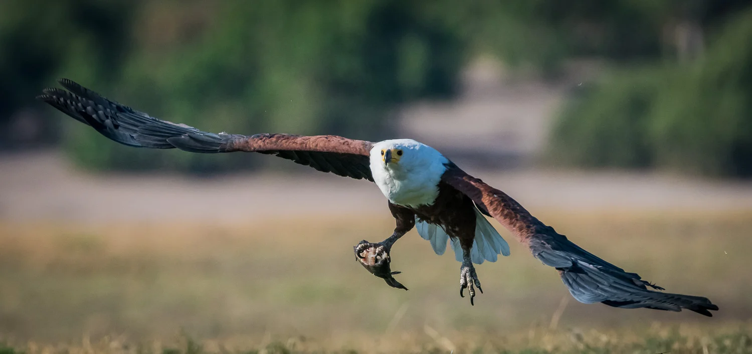 African fish eagle, Chobe National Park, Botswana