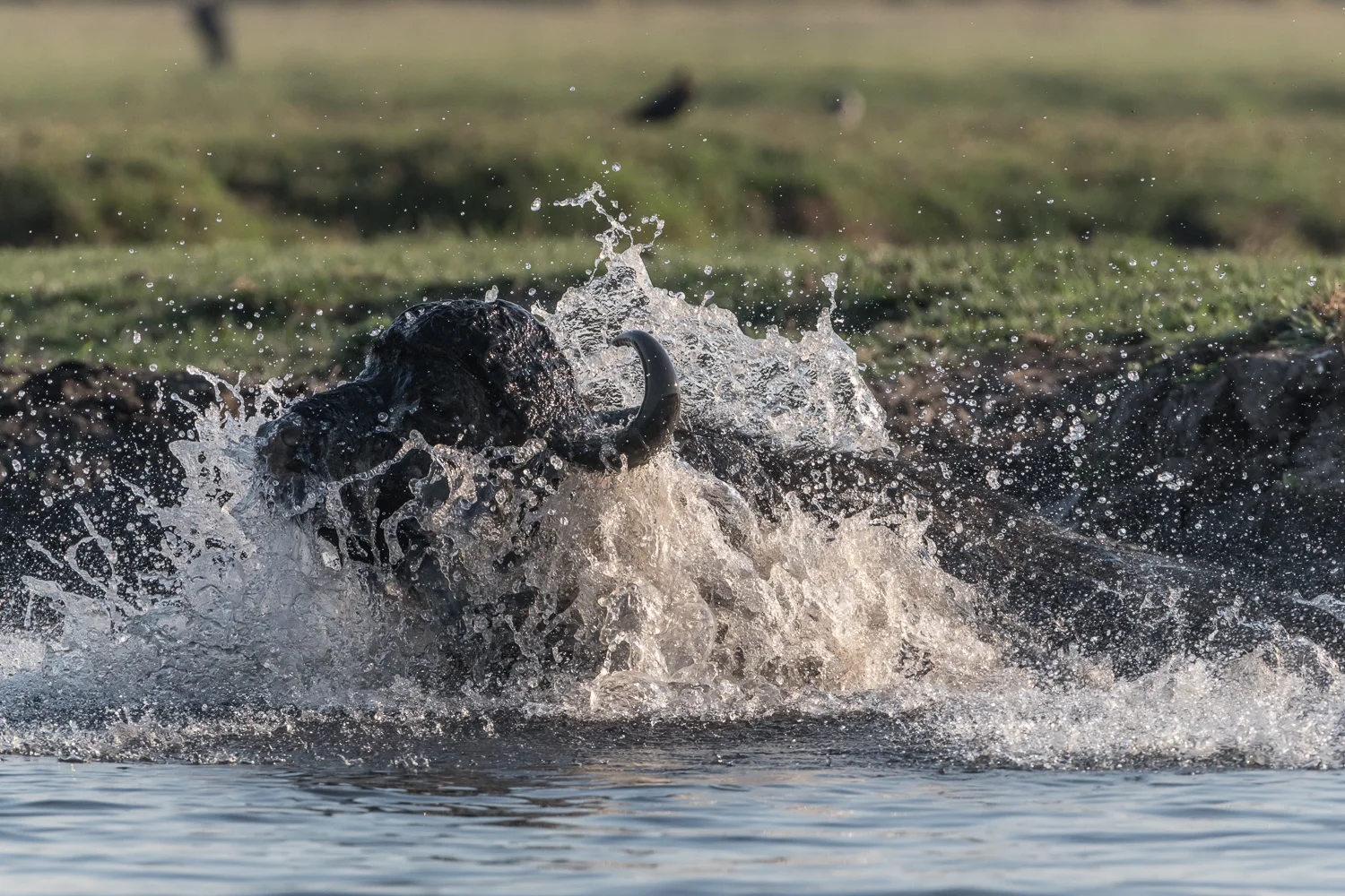 African buffalo, Chobe National Park, Botswana