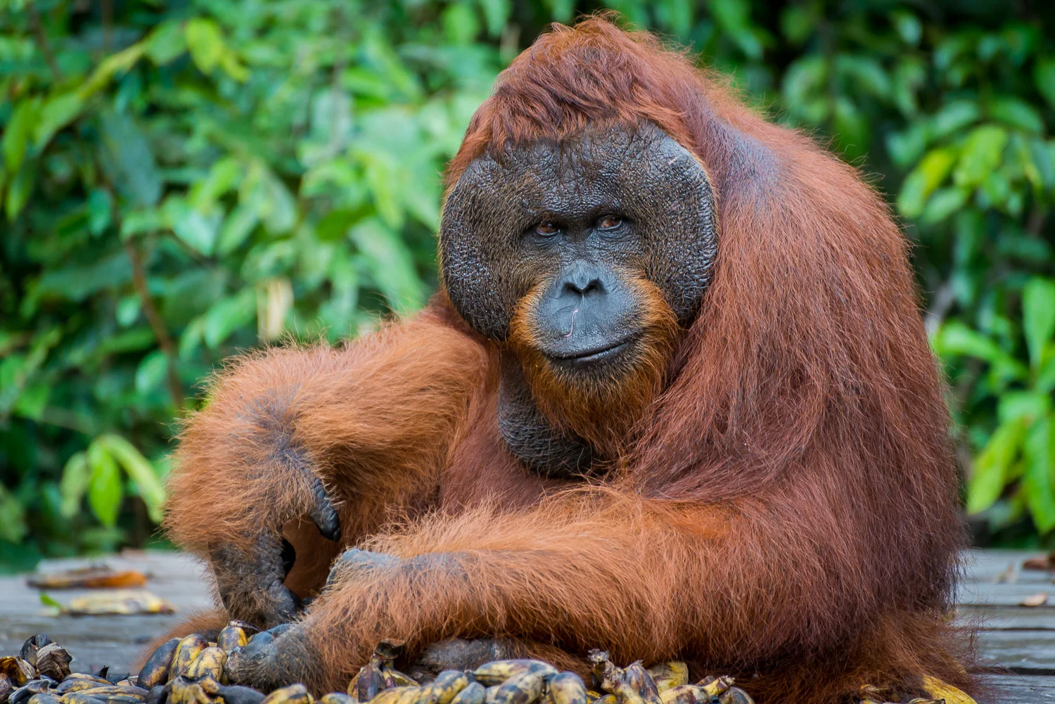 Male Orangutan, Tanjung Puting National Park, Borneo, Indonesia