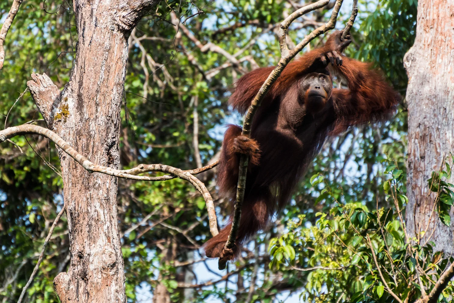 Male Orangutan,
Tanjung Puting National Park, Borneo, Indonesia
