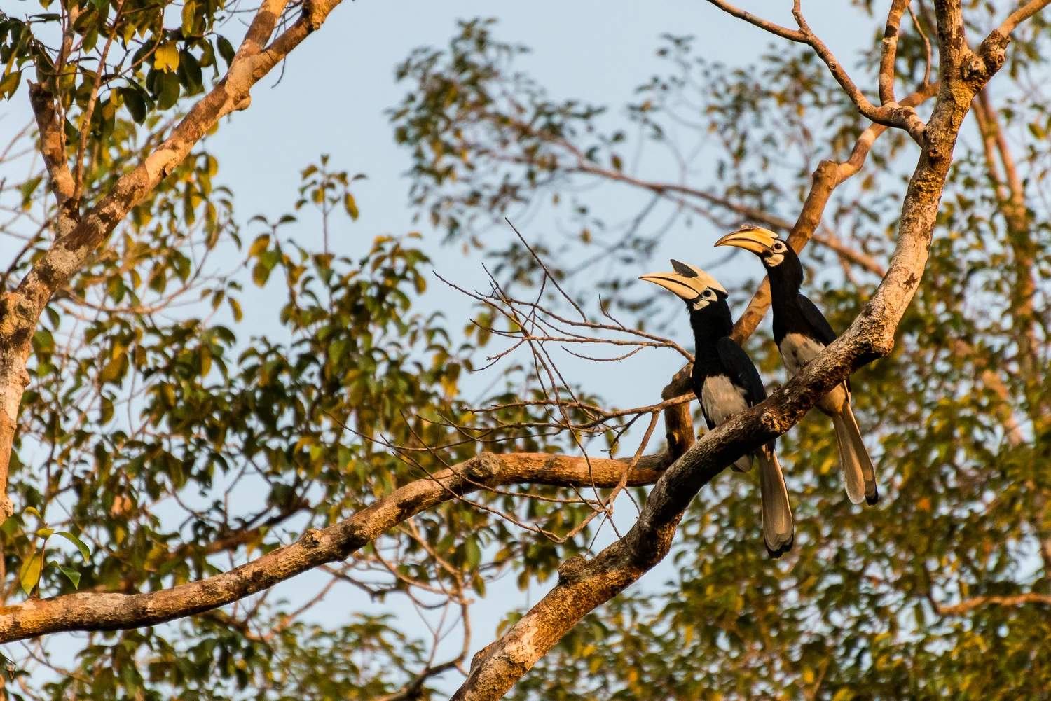 Oriental Pied Hornbill, Tanjung Puting National Park, Borneo, In