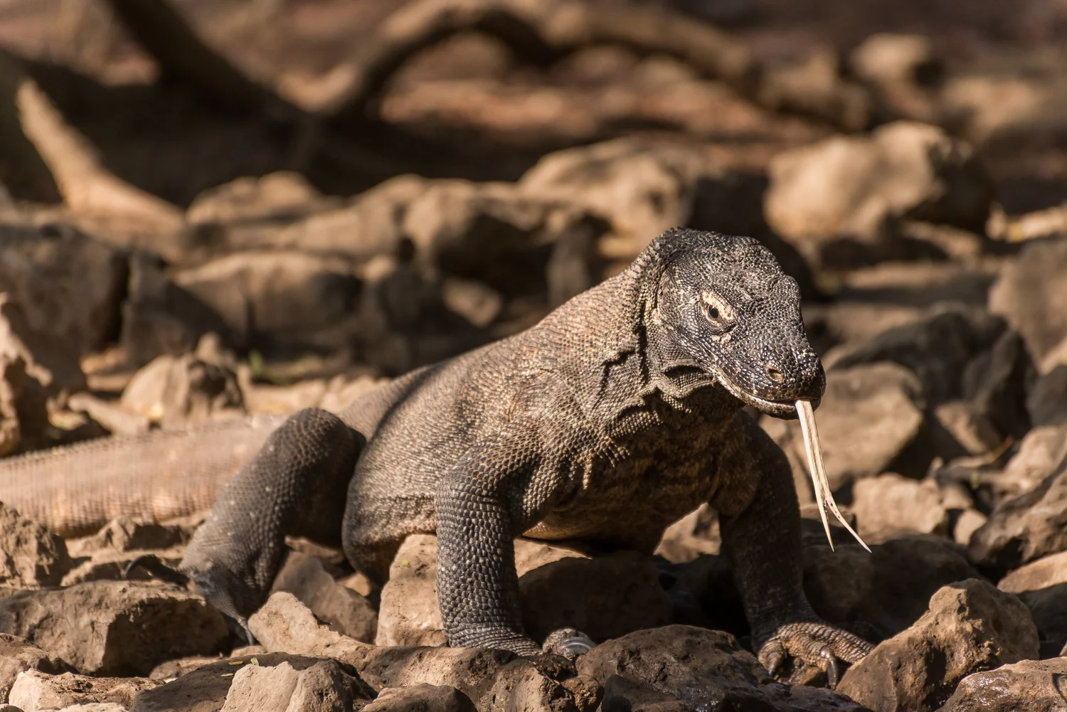 Komodo Dragon, Komodo Island, Flores Sea, Indonesia