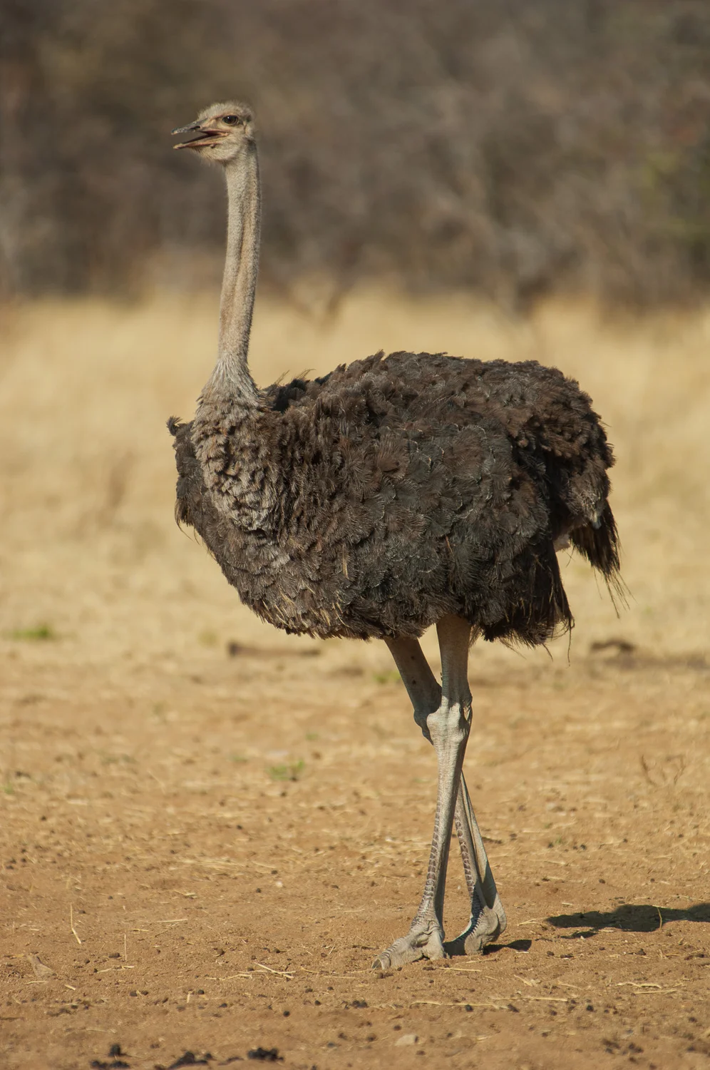 namibia-2006-26.jpg