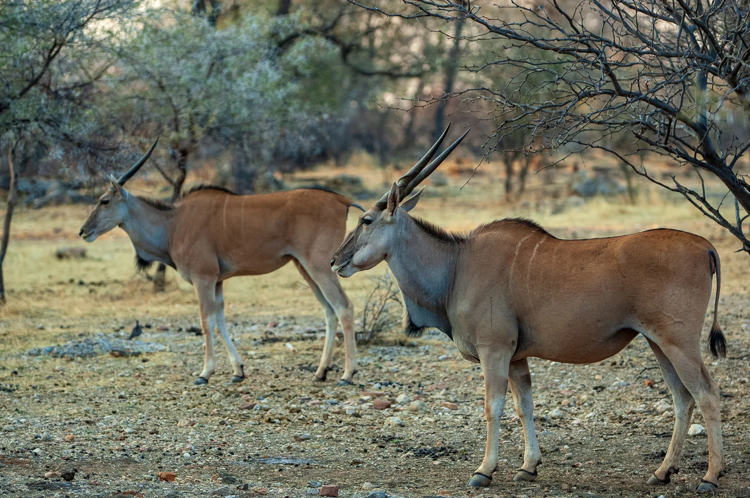 namibia-2006-29.jpg