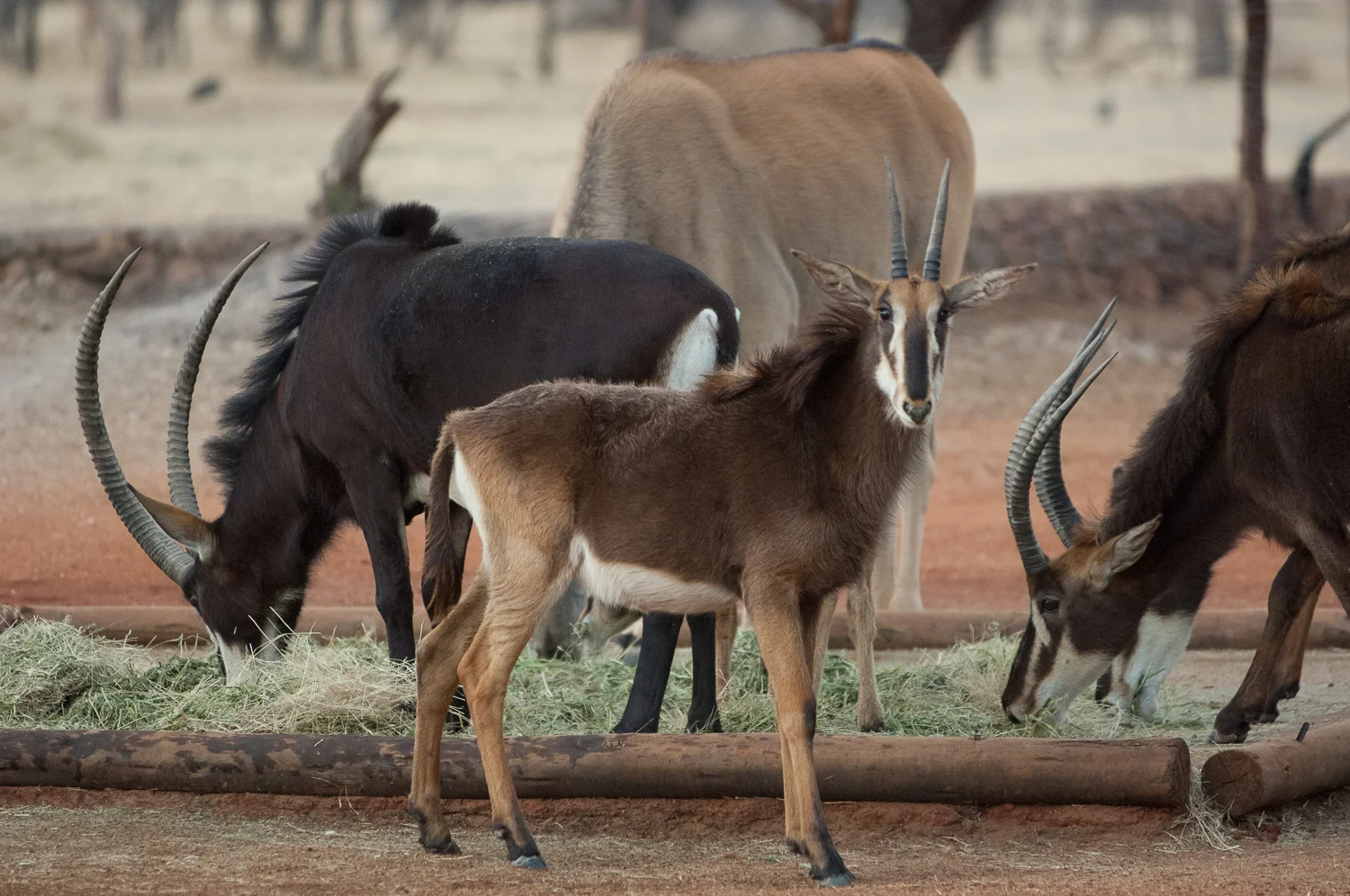 namibia-2006-31.jpg