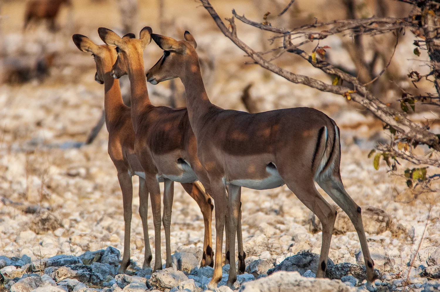 namibia-2006-34.jpg