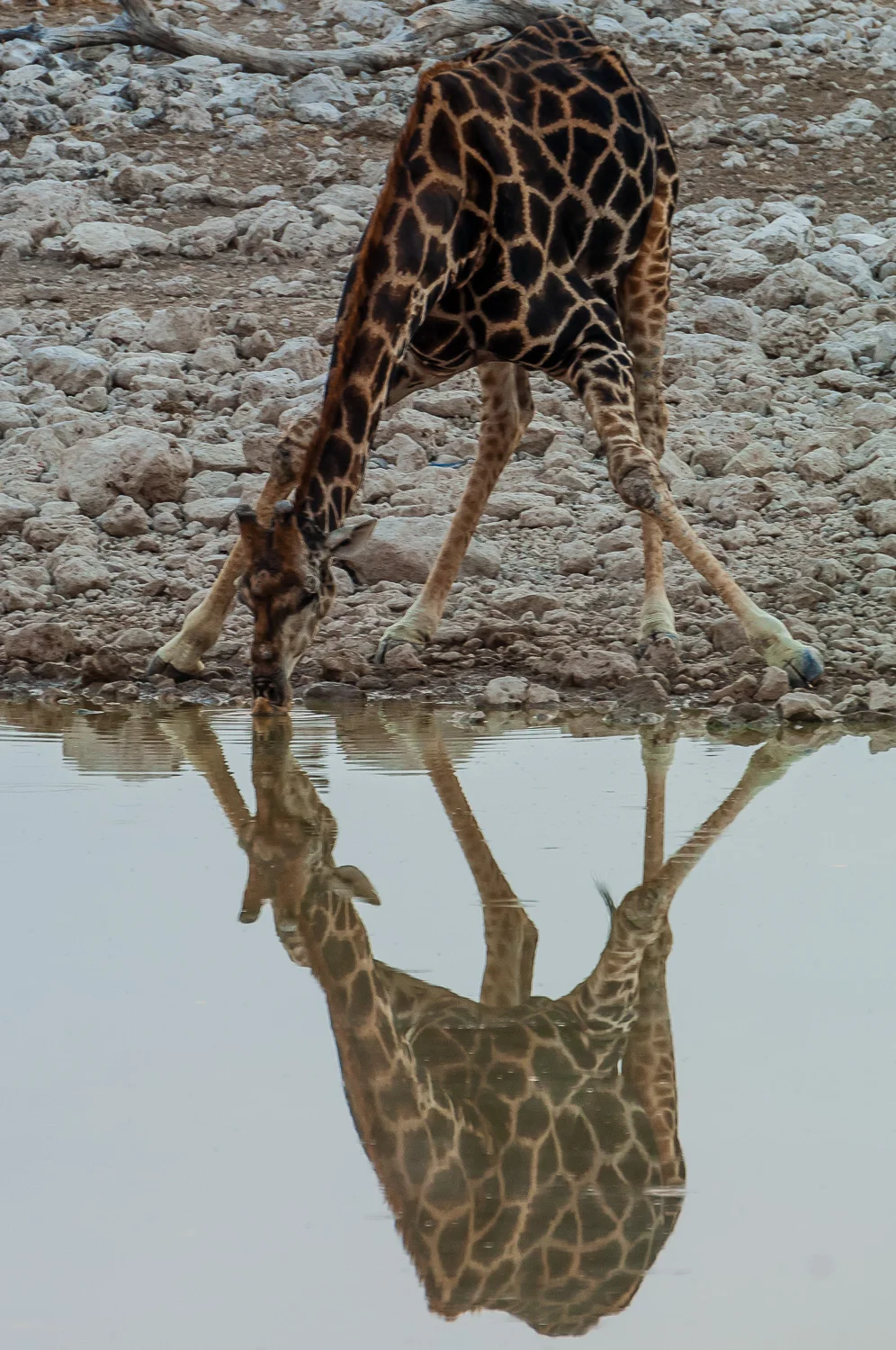 Giraffe, Okaukuejo, Etosha NP, Namibia