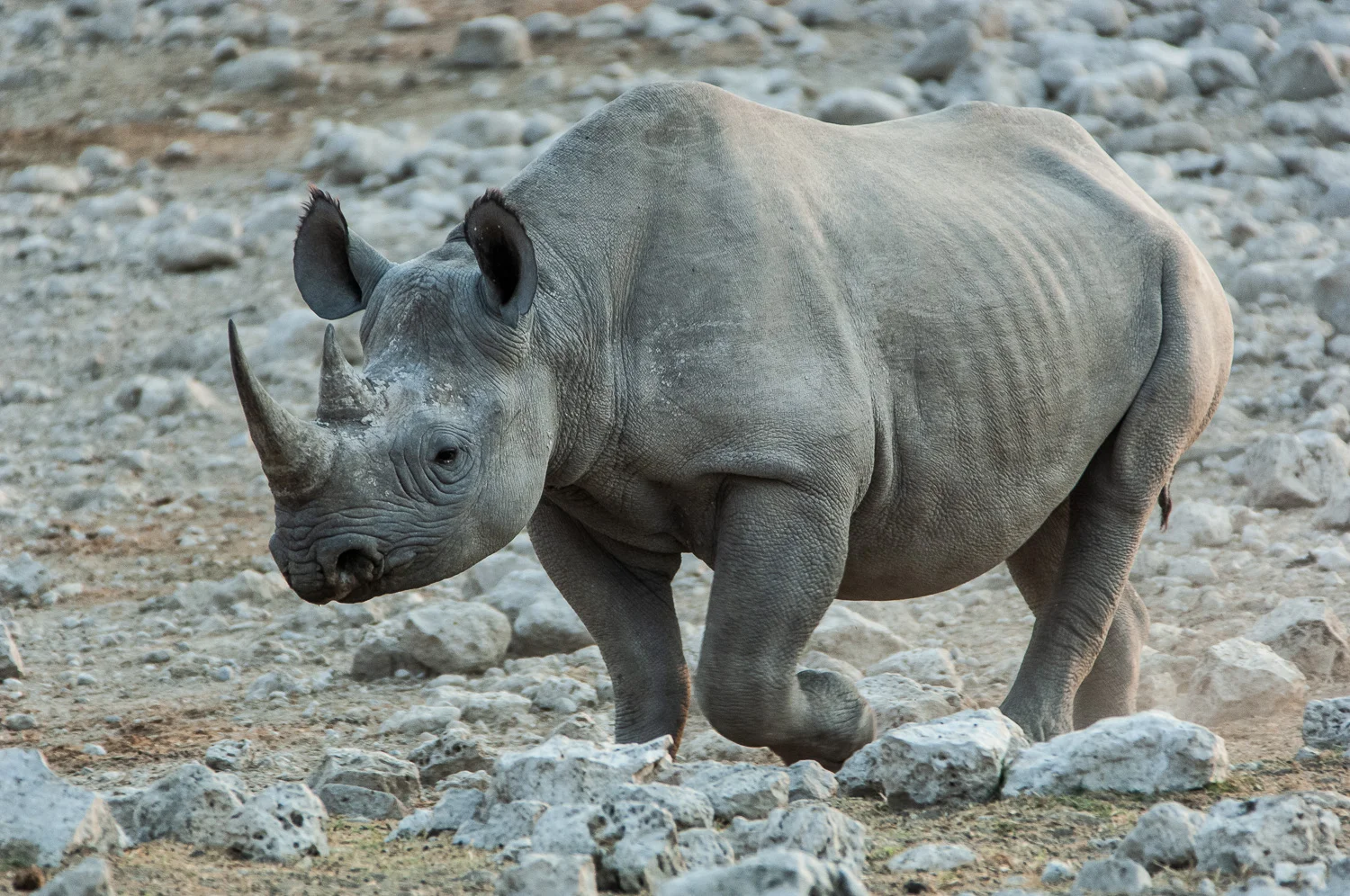 Black Rhinoceros, Etosha NP, Namibia