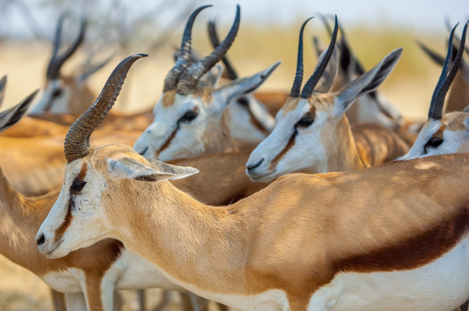 Springbok, Etosha NP, Namibia