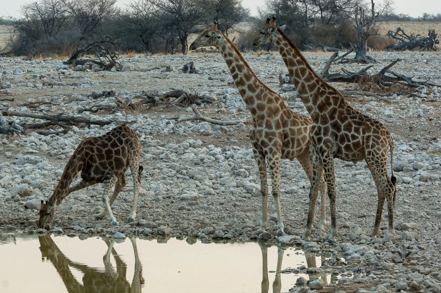 Giraffe, Okaukuejo, Etosha NP, Namibia