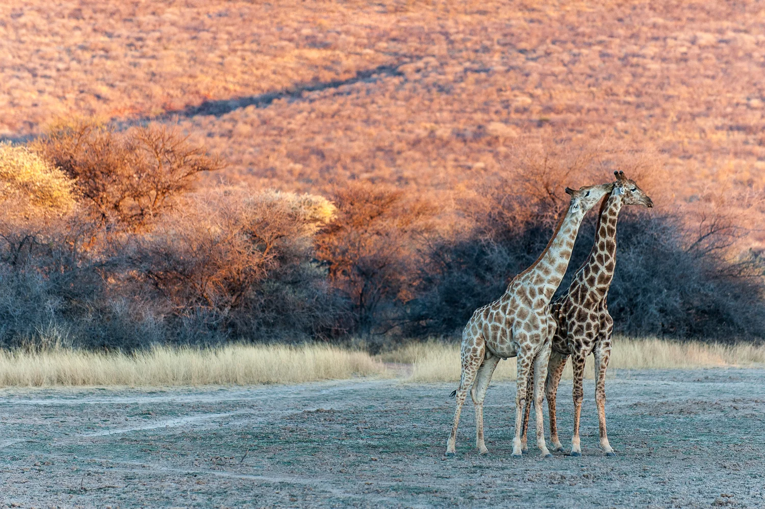 Giraffe, Okonjima, Namibia