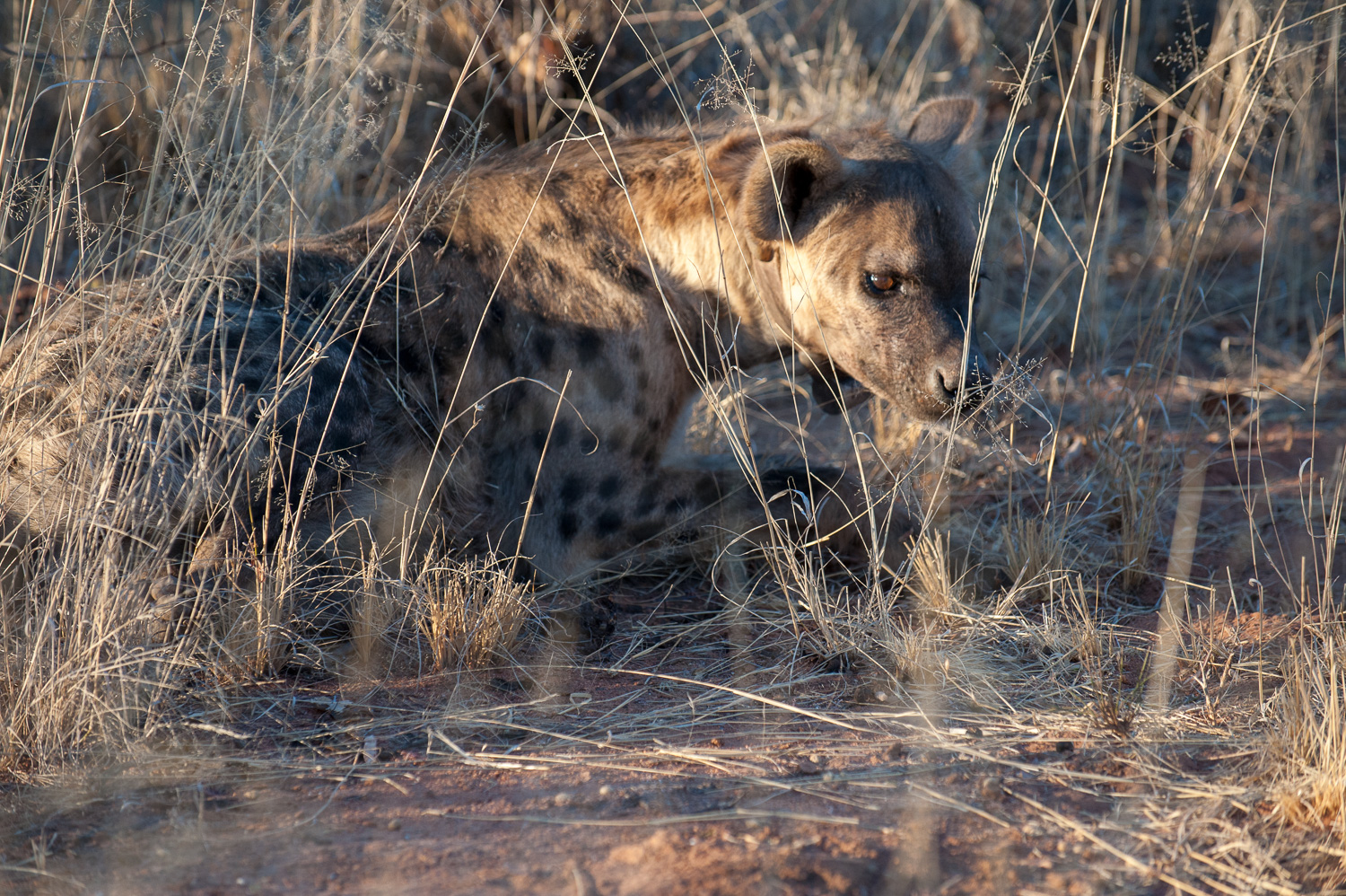 namibia-2010-5.jpg