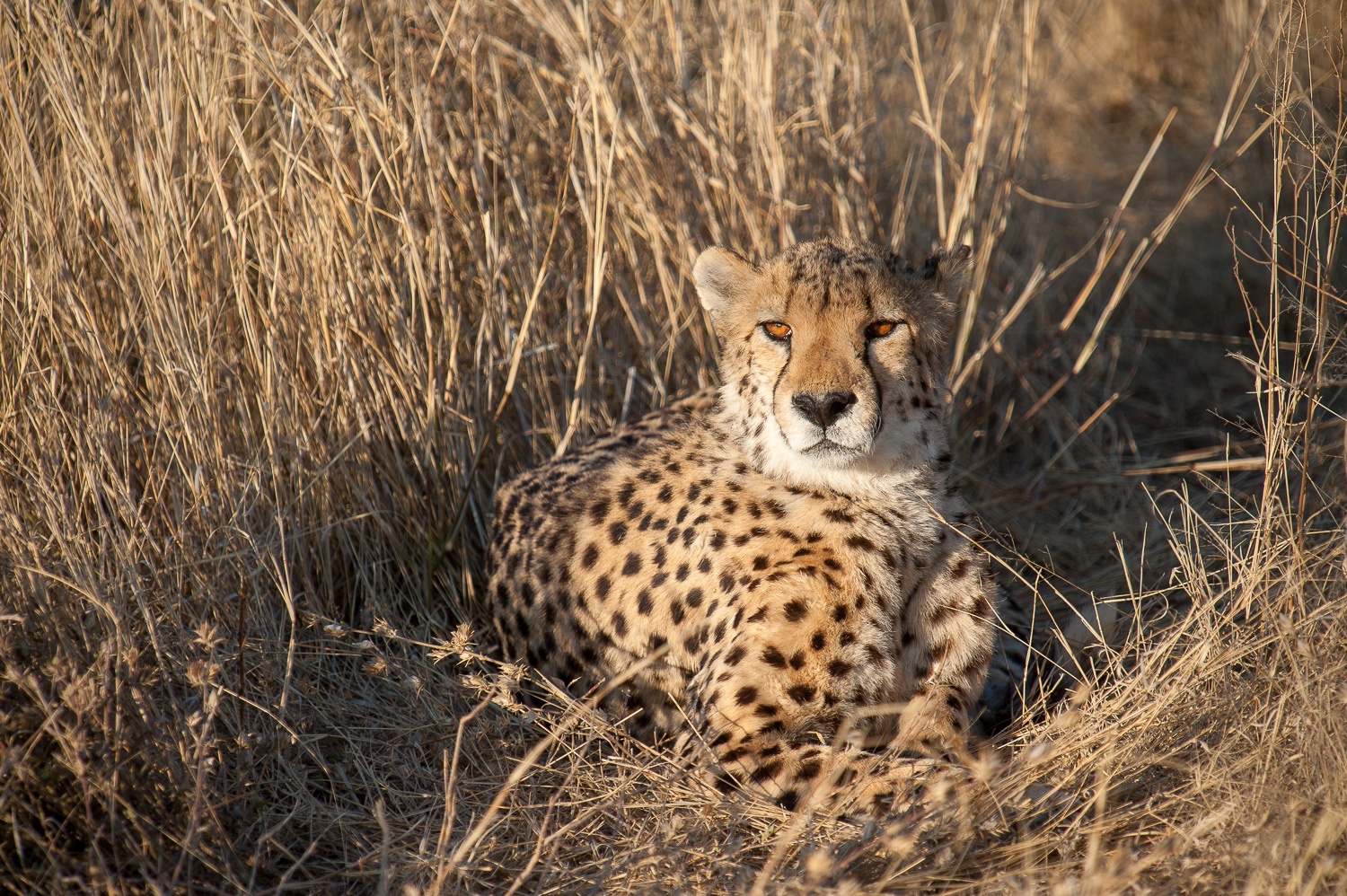 namibia-2010-7.jpg
