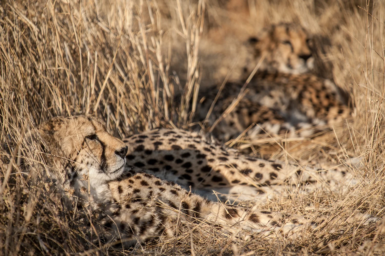 Cheetahs, Africat Foundation, Namibia