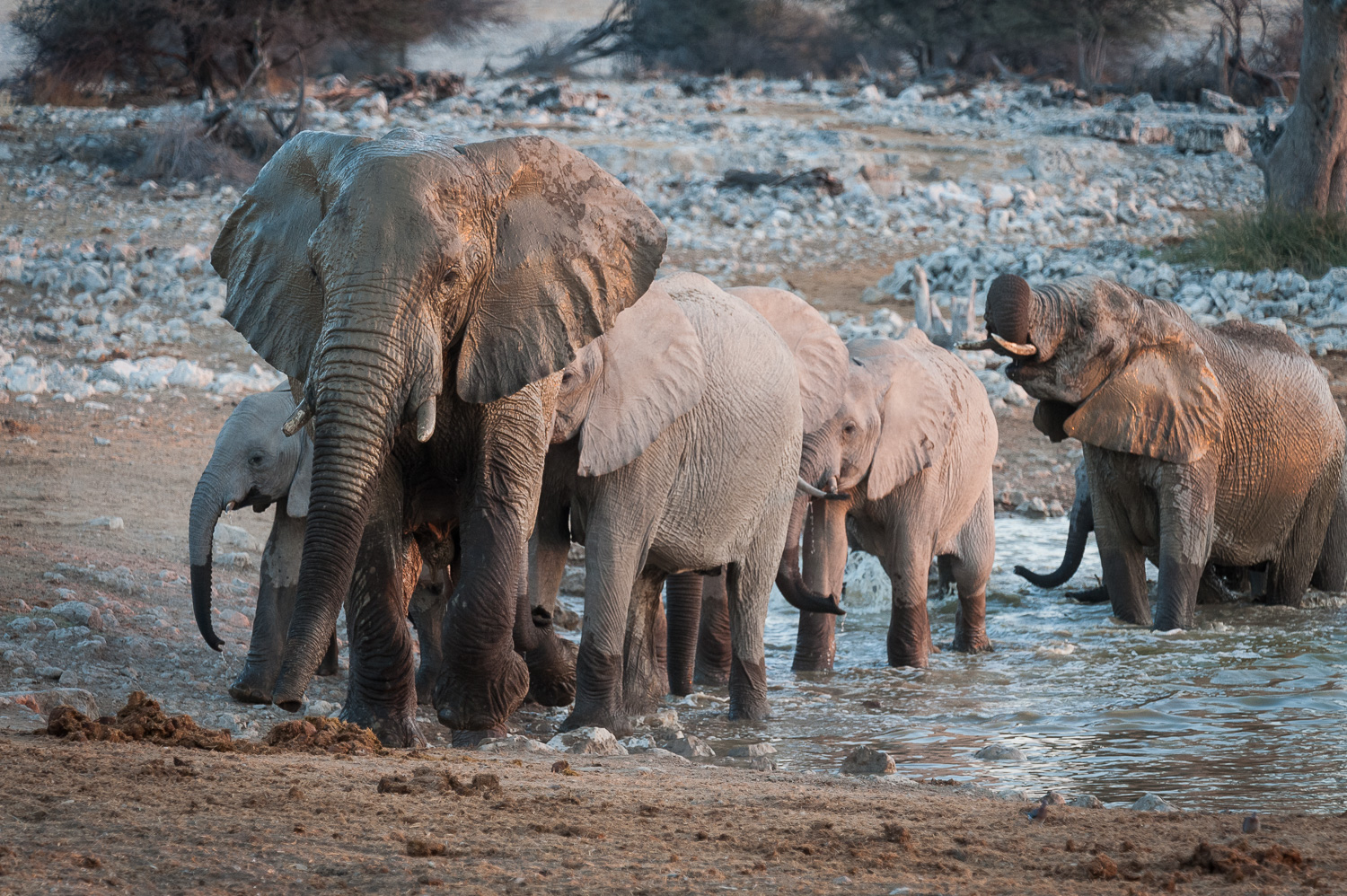 Elephants, Etosha NP, Namibia