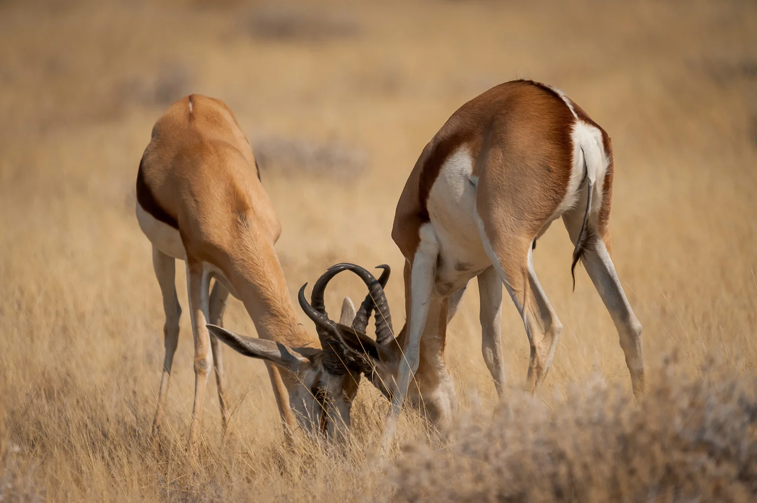 Springbok, Etosha NP, Namibia