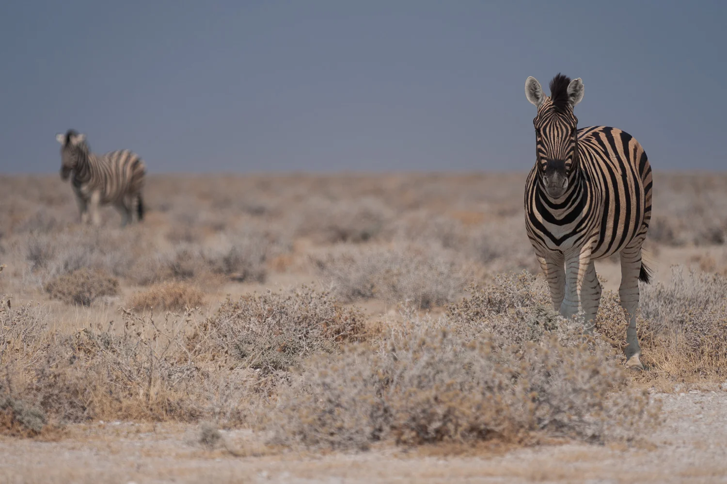 Zebras, Etosha NP, Namibia