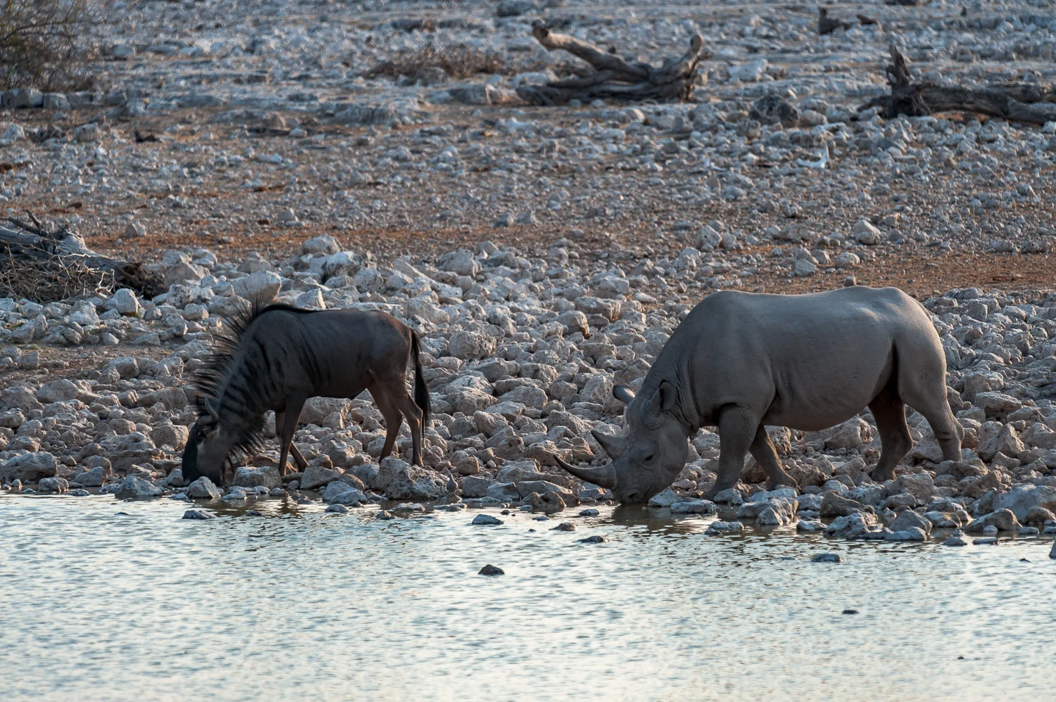 Black Rhinoceros, Etosha NP, Namibia