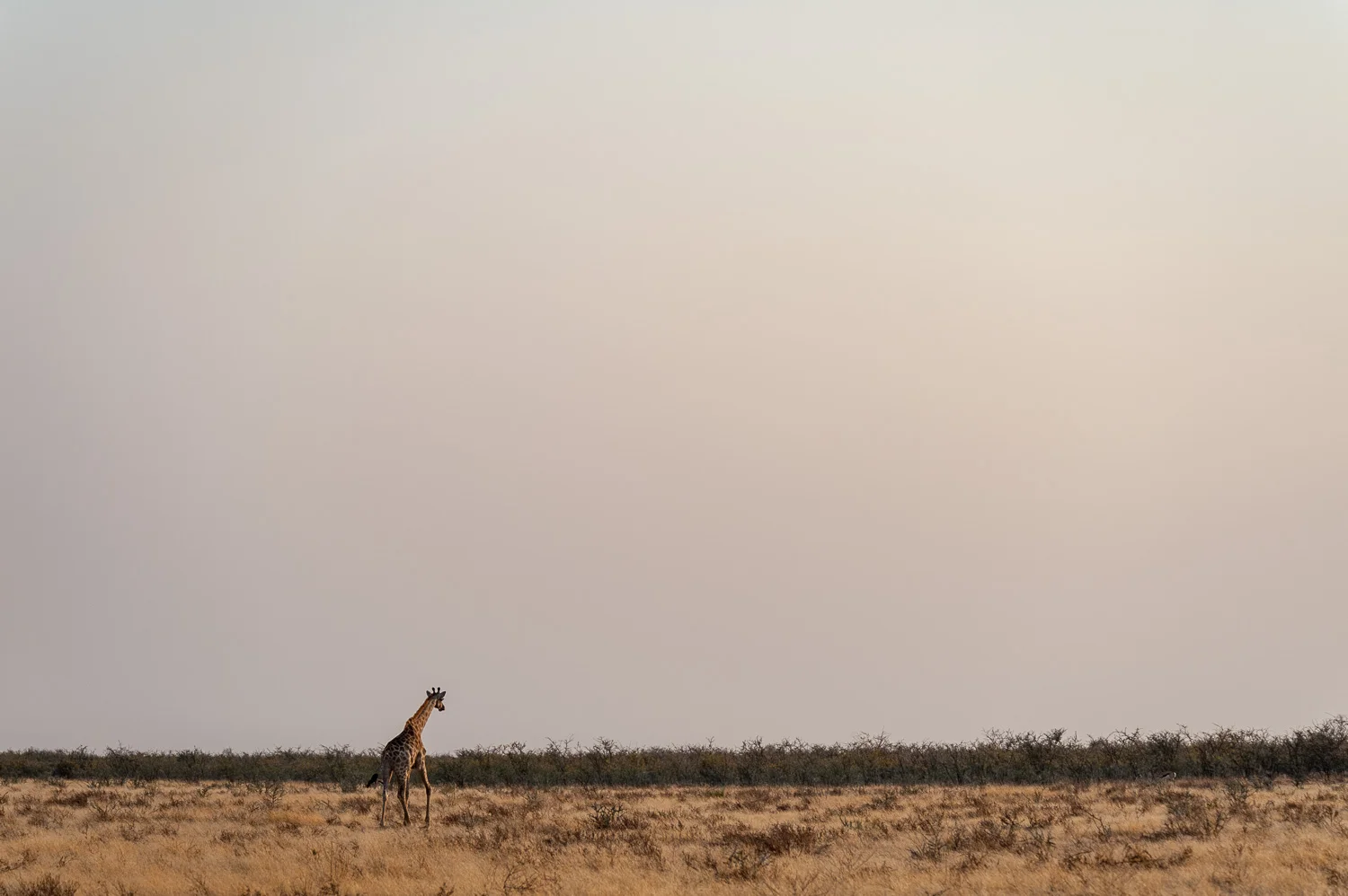 Giraffe, Etosha NP, Namibia