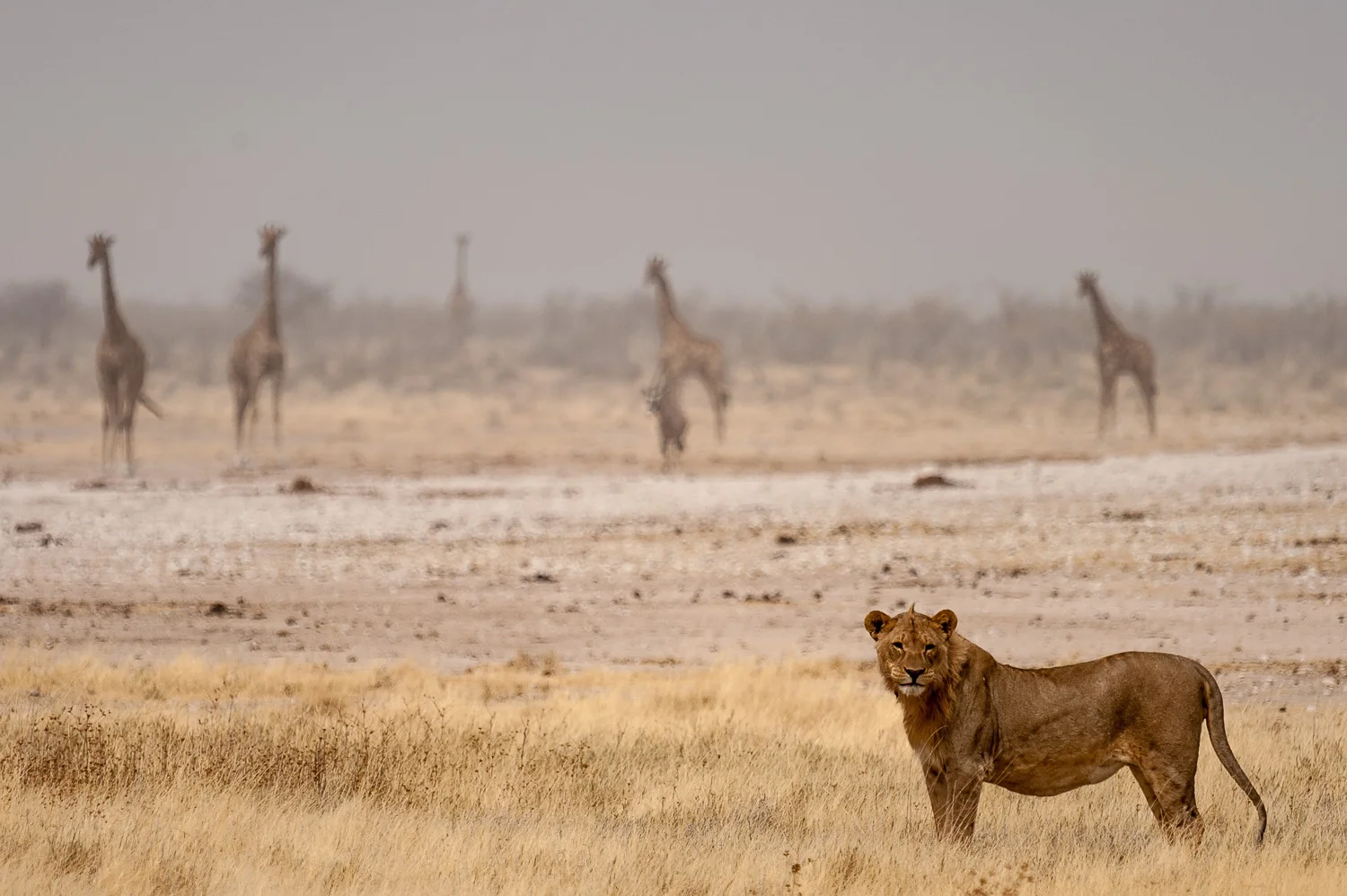namibia-2010-19.jpg