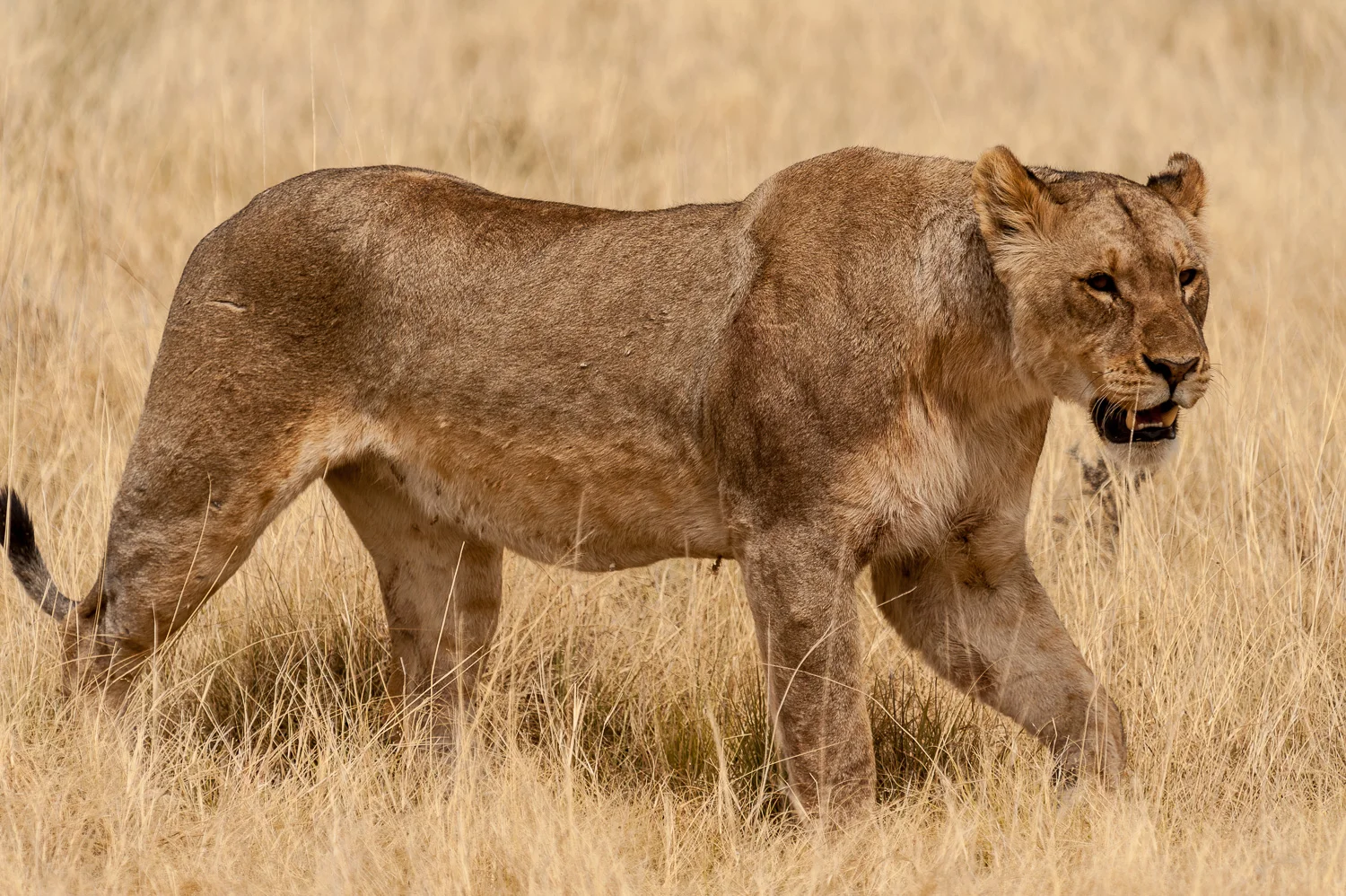 namibia-2010-22.jpg