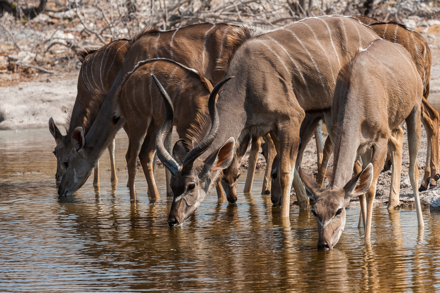 Kudus, Etosha NP, Namibia