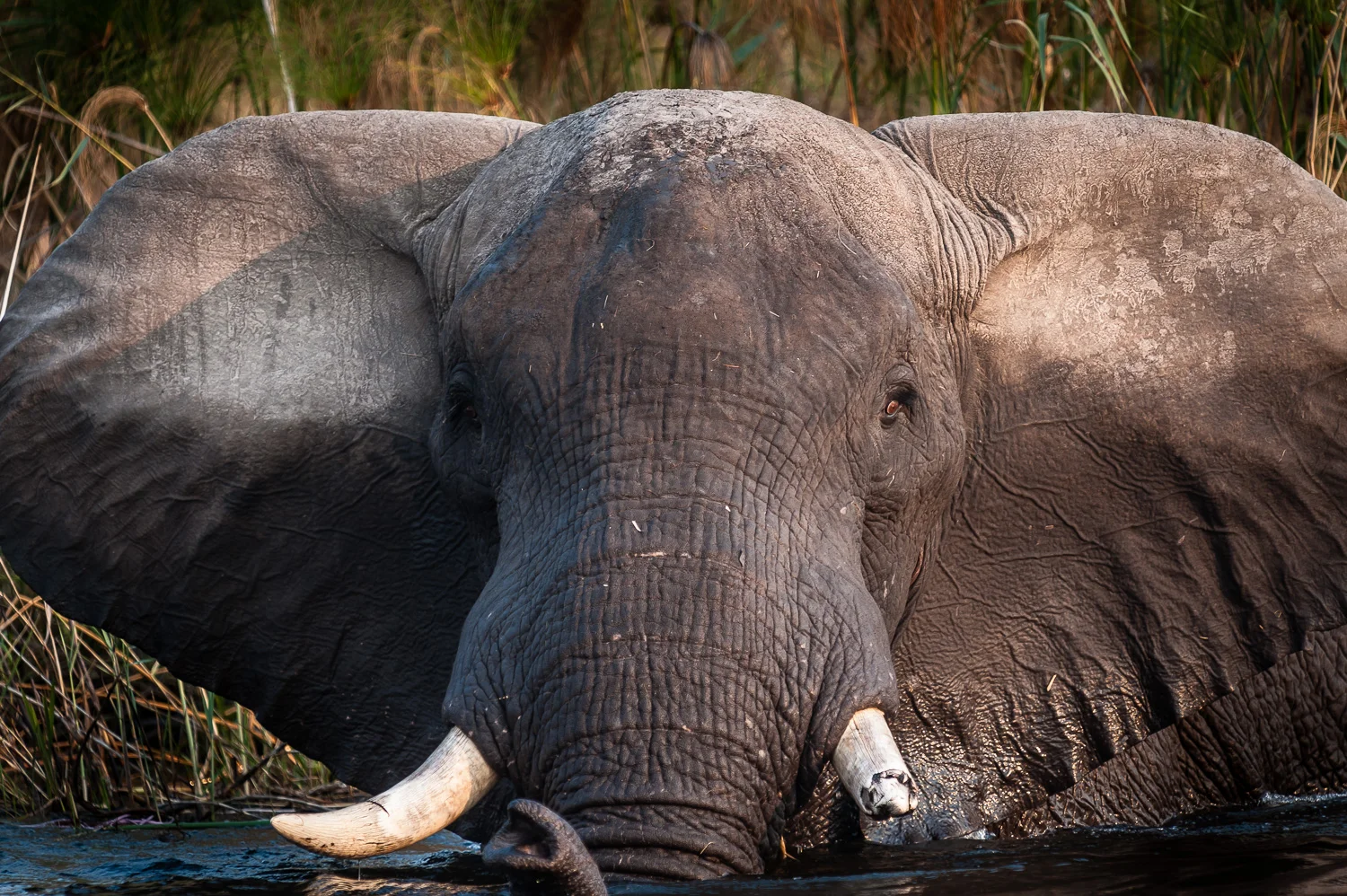 Elephant, Caprivi Strip, Okavongo River, Namibia