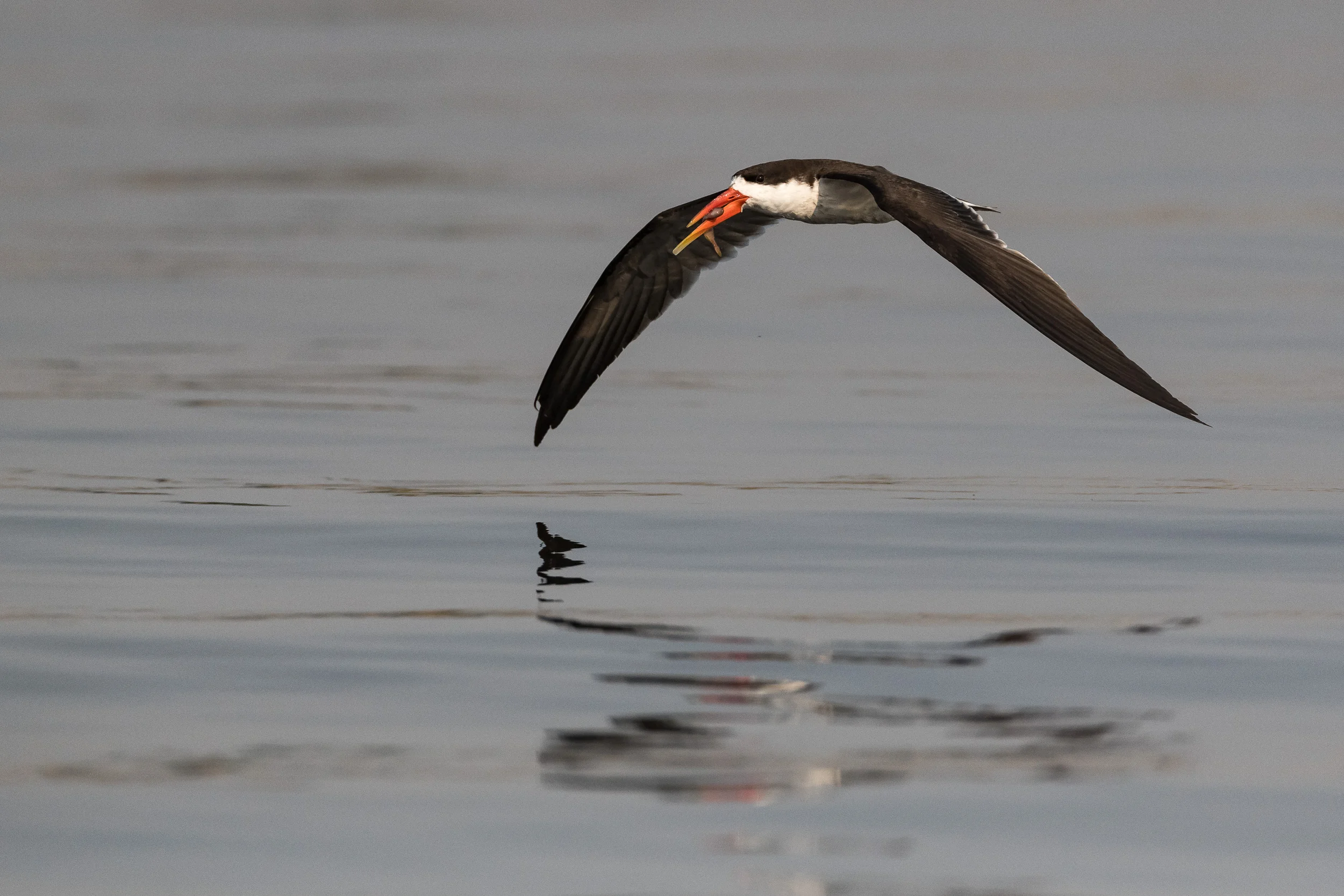 African skimmer, Chobe National Park, Botswana