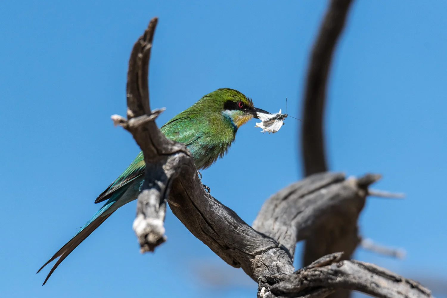 Swallowtailed Bee-eater, Kgalagadi Transfrontier Park, Botswana