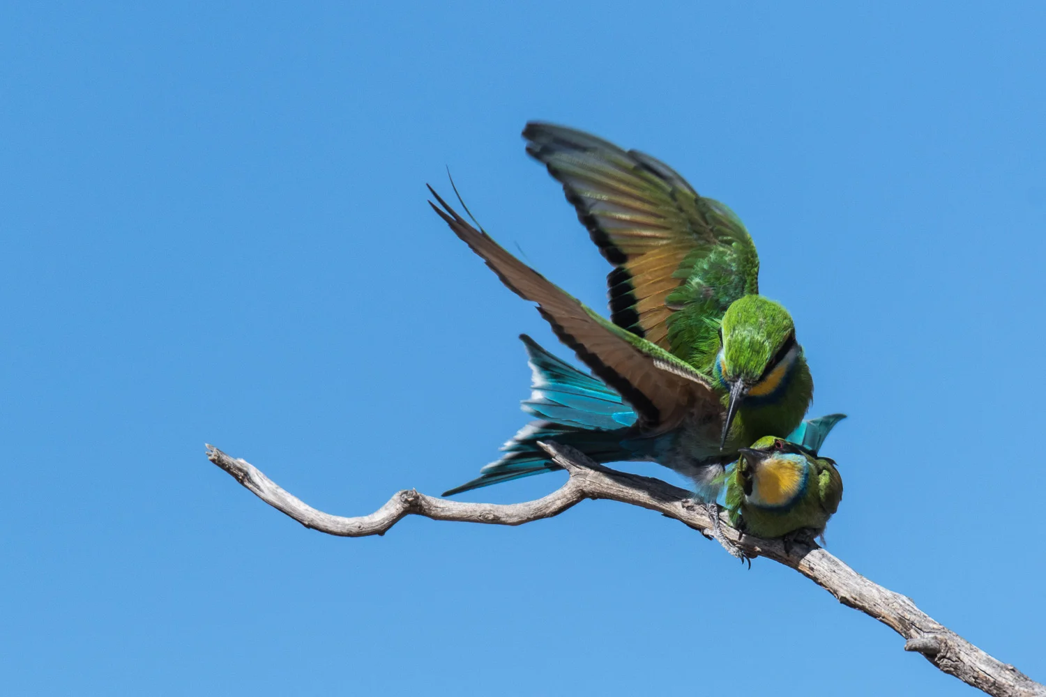 Swallowtailed Bee-eater, Kgalagadi Transfrontier Park, Botswana