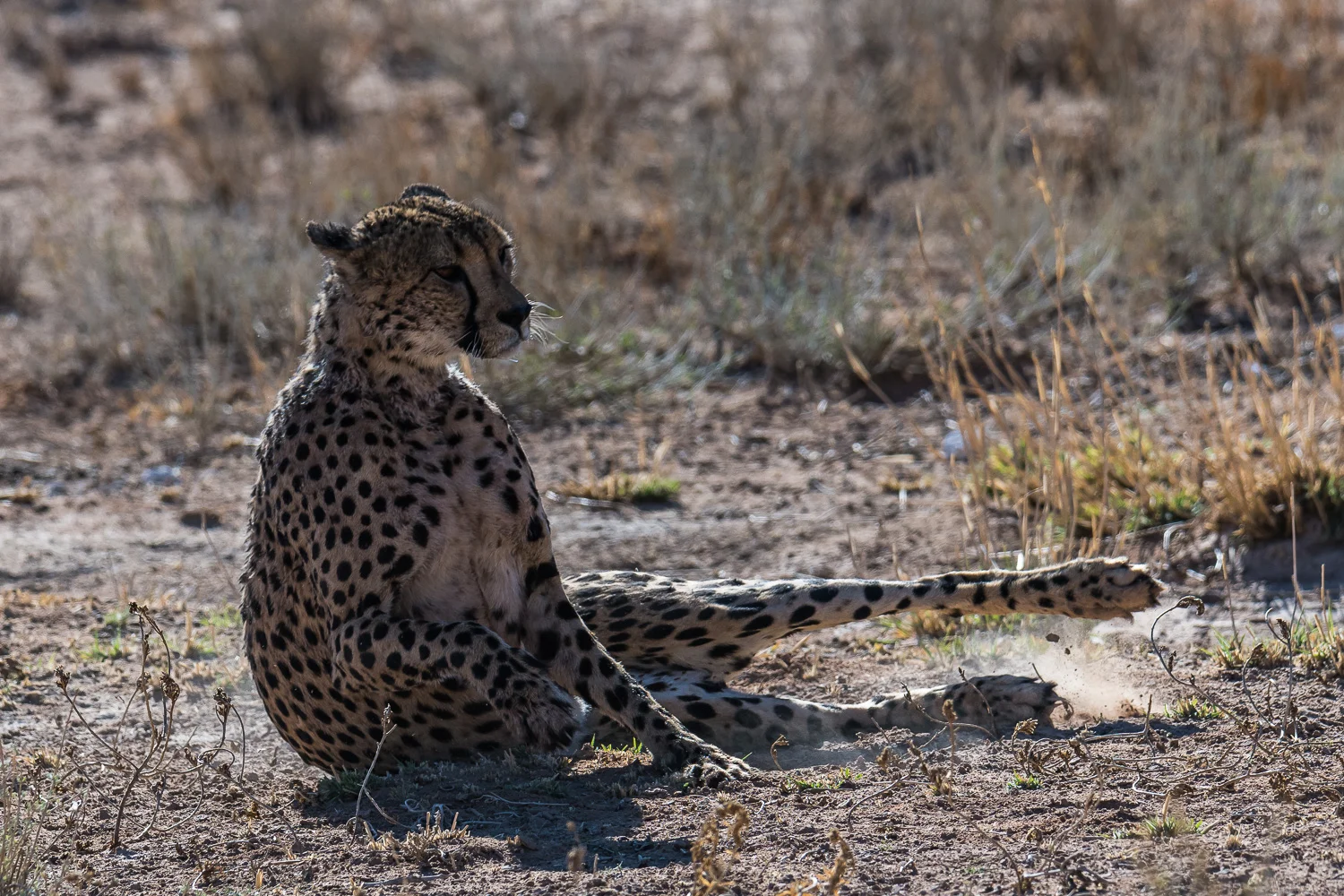 Cheetah, Kgalagadi Transfrontier Park, Botswana
