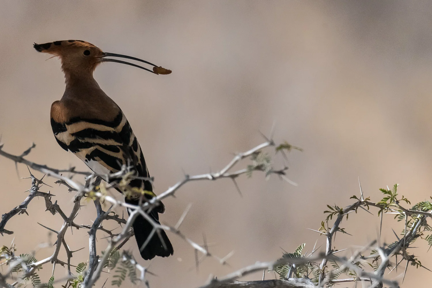 African Hoopoe, Kgalagadi Transfrontier Park, Botswana