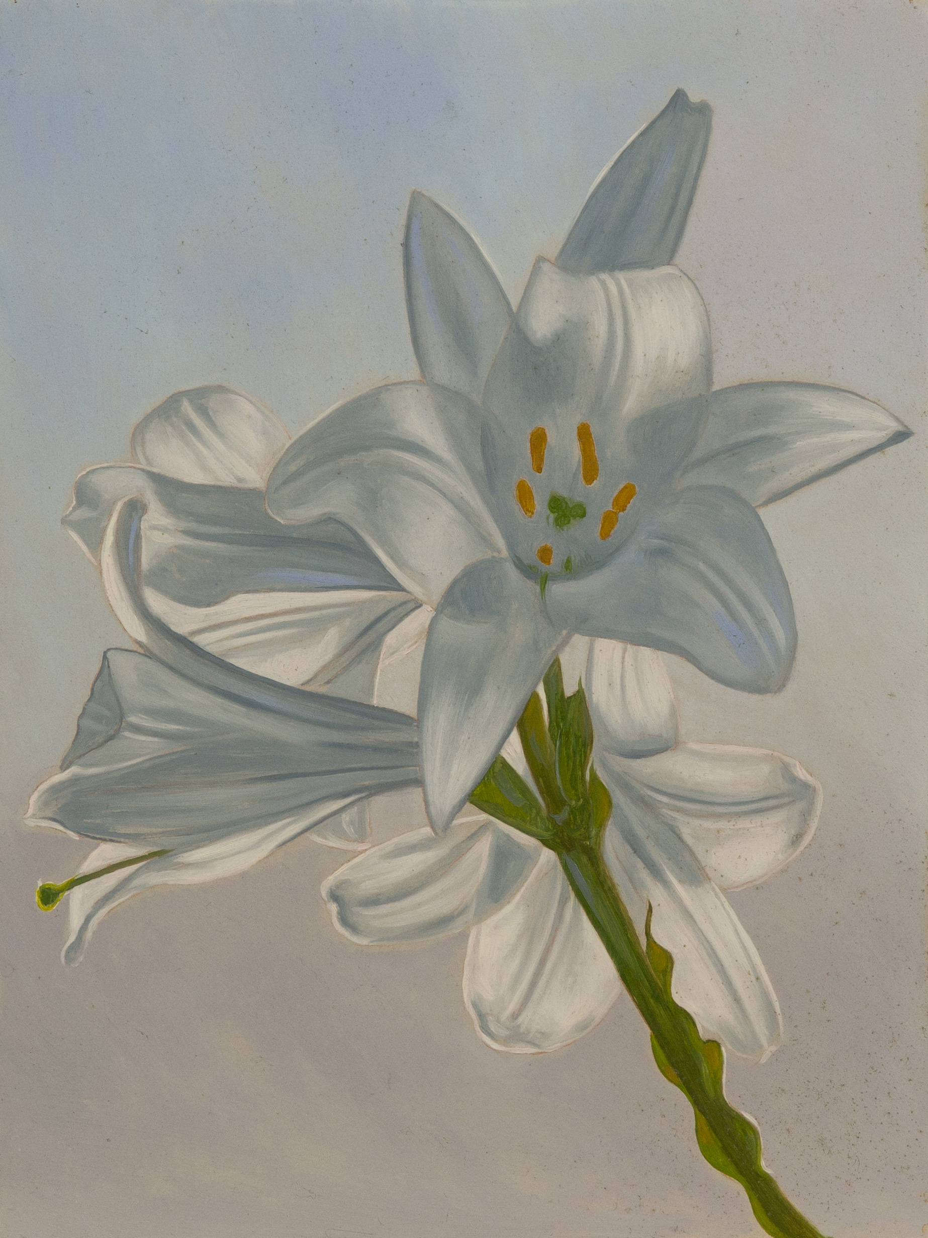 Giglio , olio su tavola, 2006
