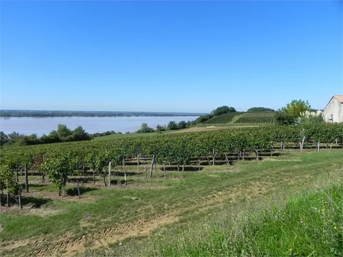 vinodlingar vid gironde