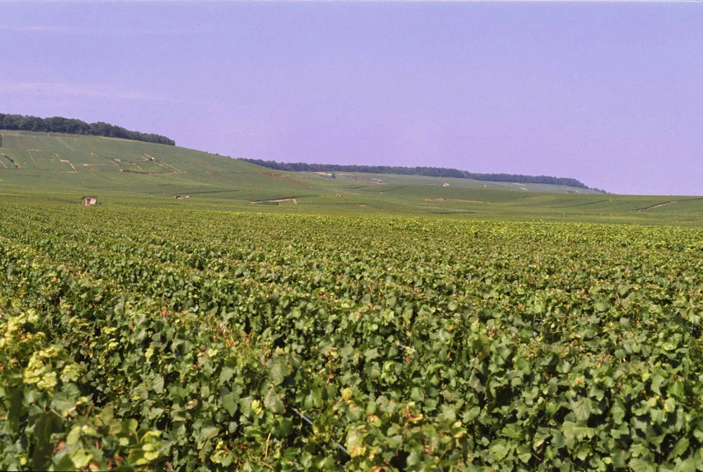 Cote des Blancs foto BerndtF