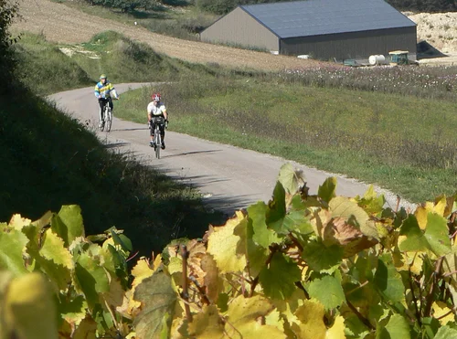 på cykel bland vinodlingar.