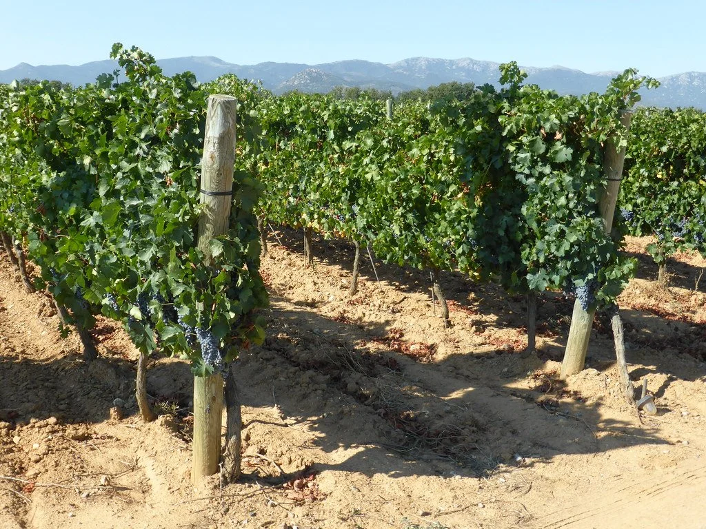 Längs Costa Brava till Cavans vinodlingar