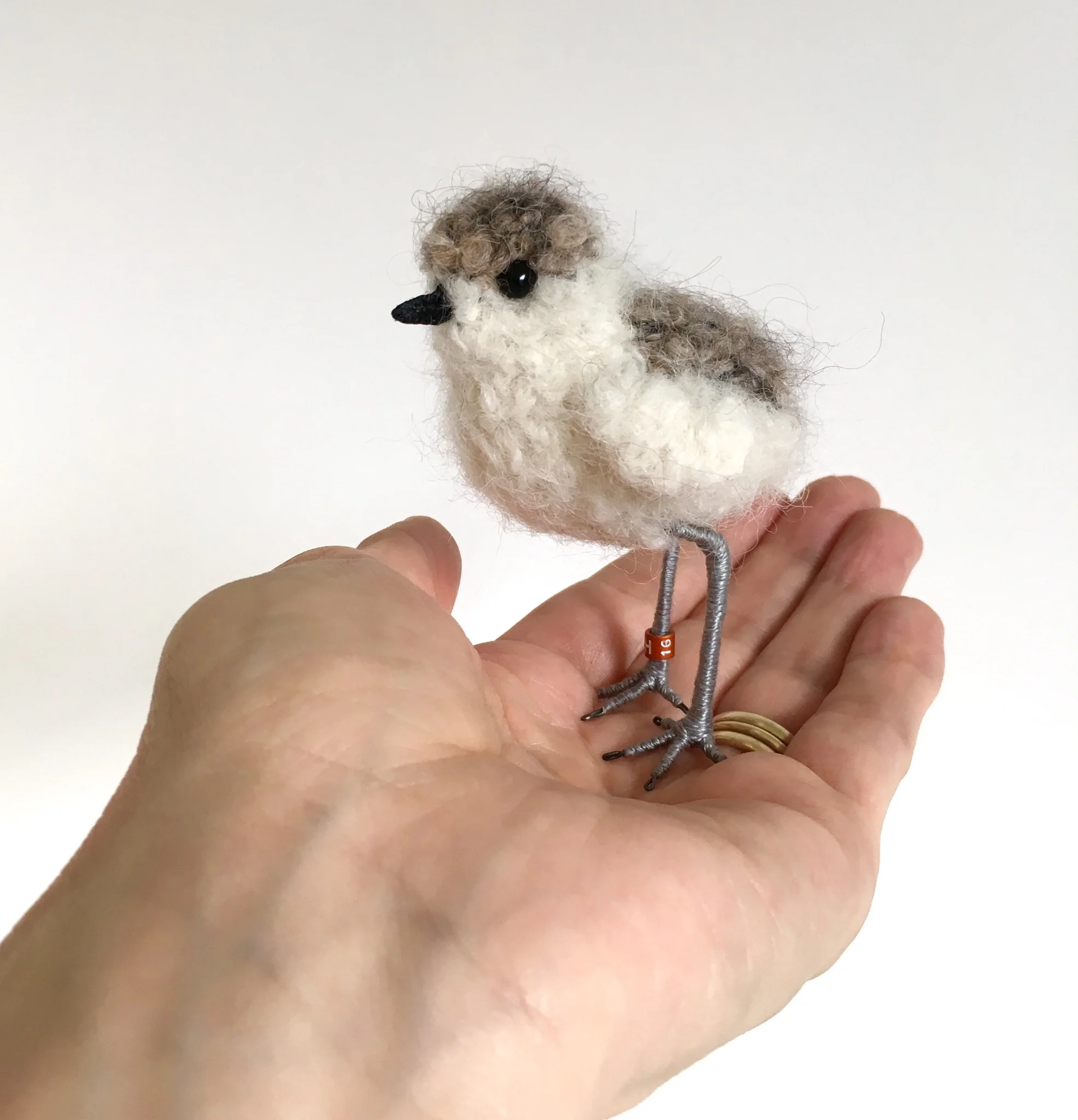 PloverChick in hand.jpg
