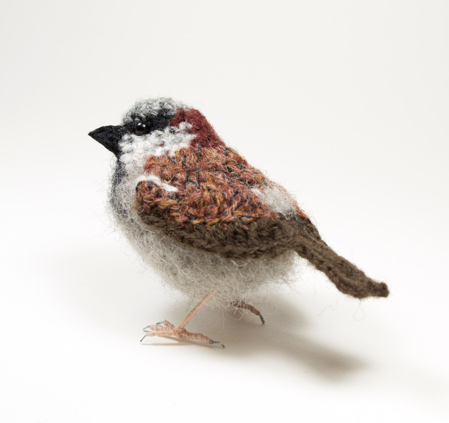 Male sparrow