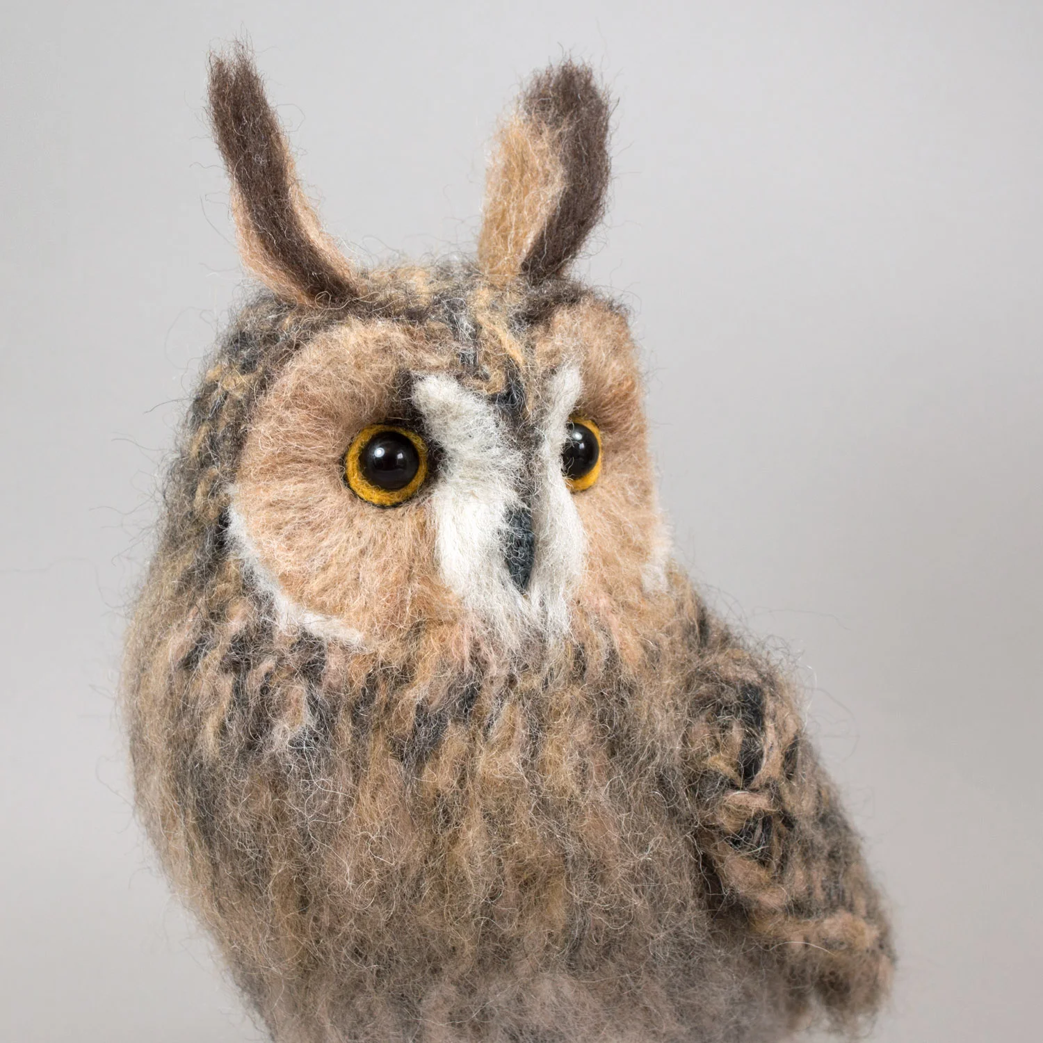 Long-eared owl 7 Head 1500px.jpg