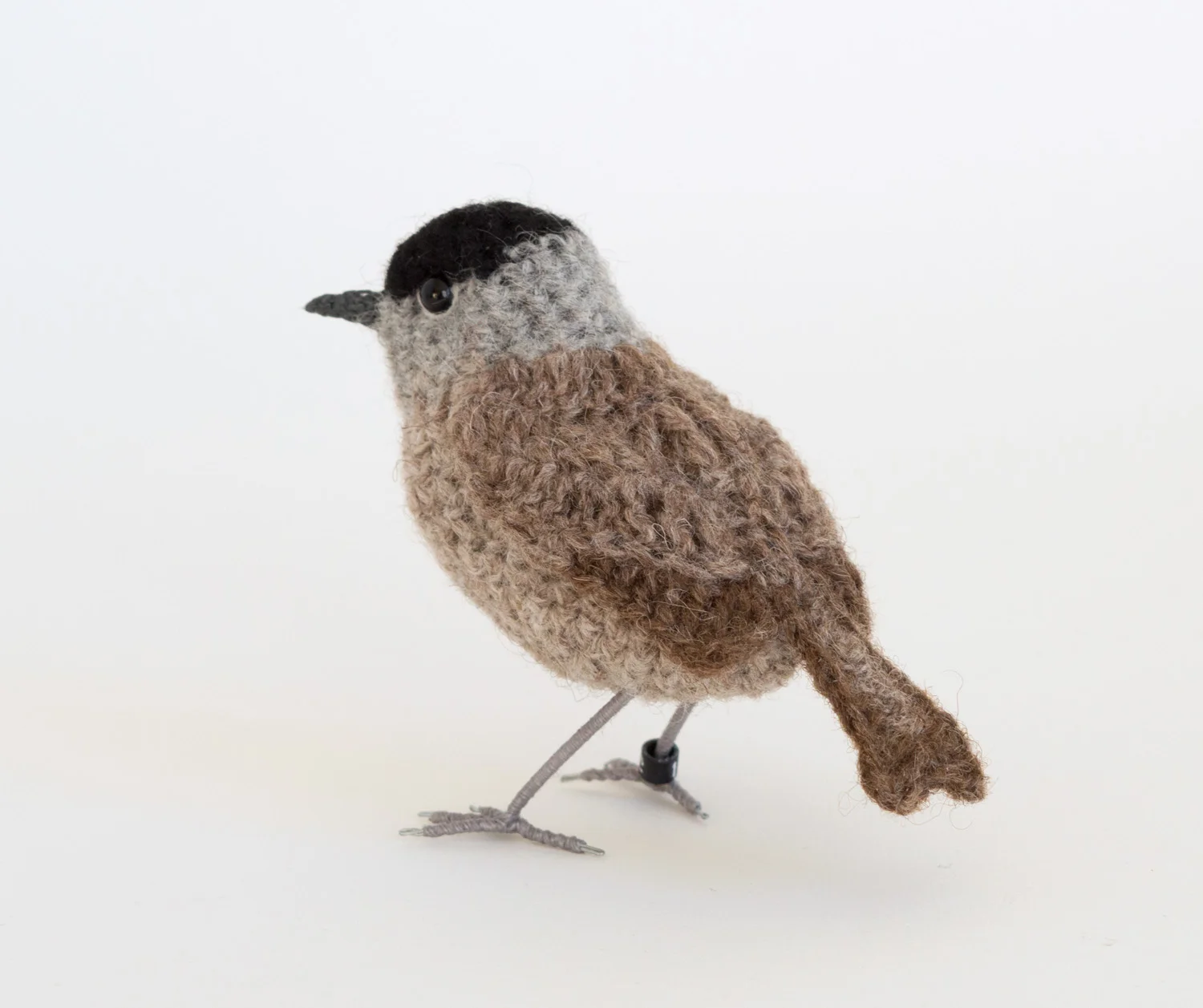 Blackcap M 2 300dpi 1500px.jpg