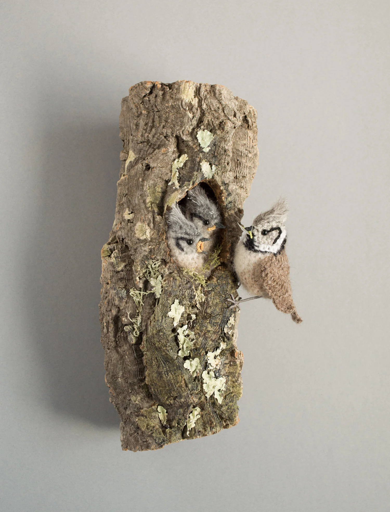 Crested tit nest 5 1500px.jpg
