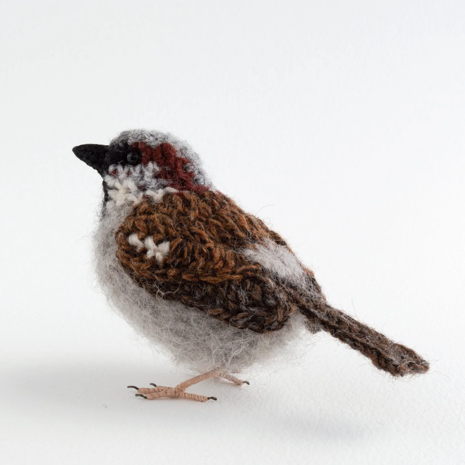 2022 Sparrow male 2 1500px.jpg