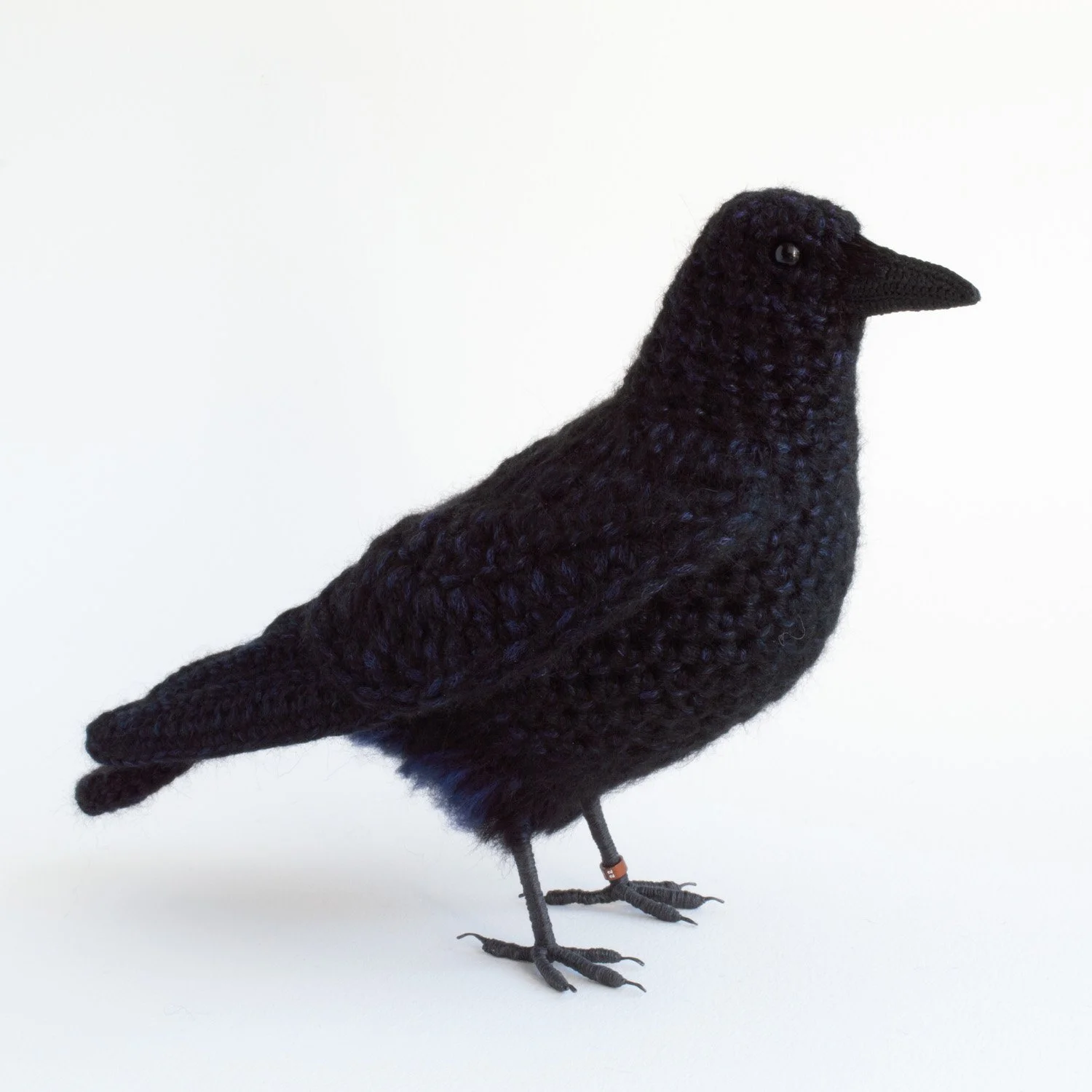 Carrion crow