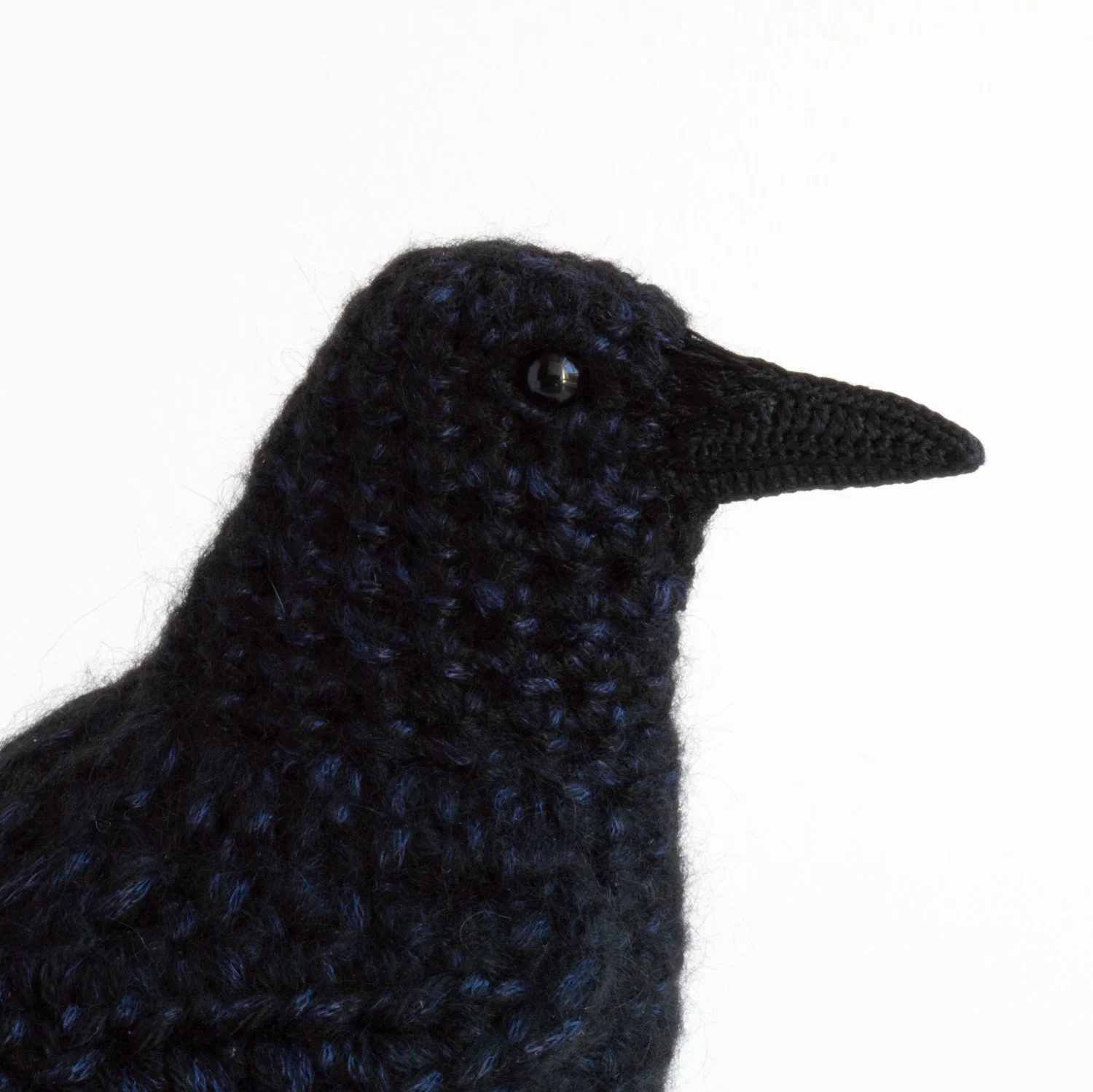 2022 Crow 5 (head) 1500px.jpg