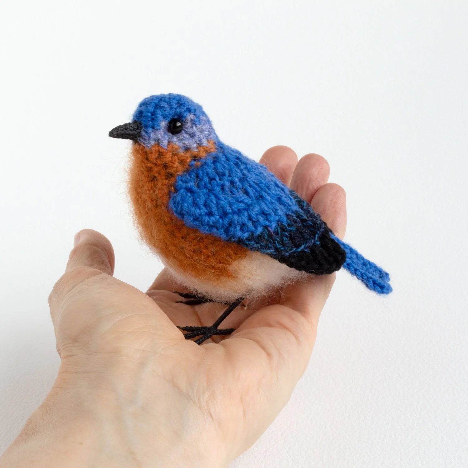 Eastern bluebird in hand 1500px.jpg